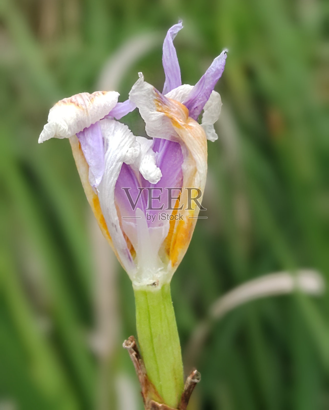 虹膜花照片摄影图片