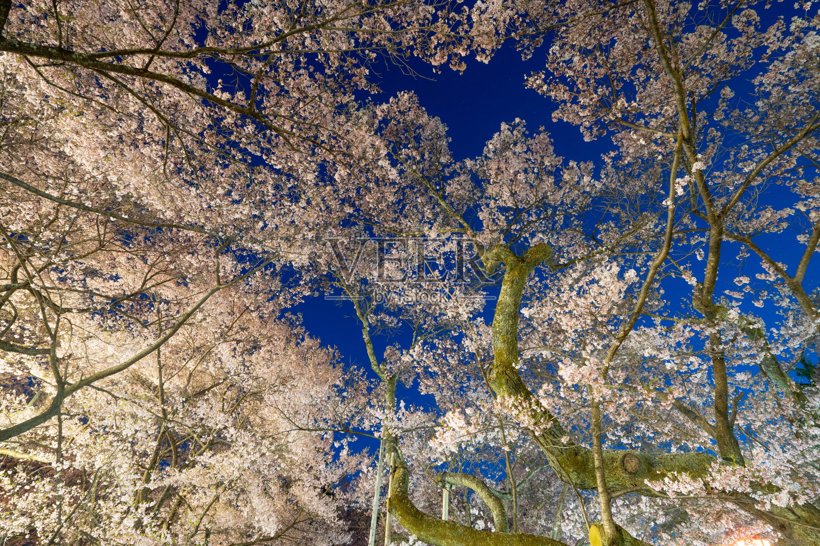 樱花照片摄影图片