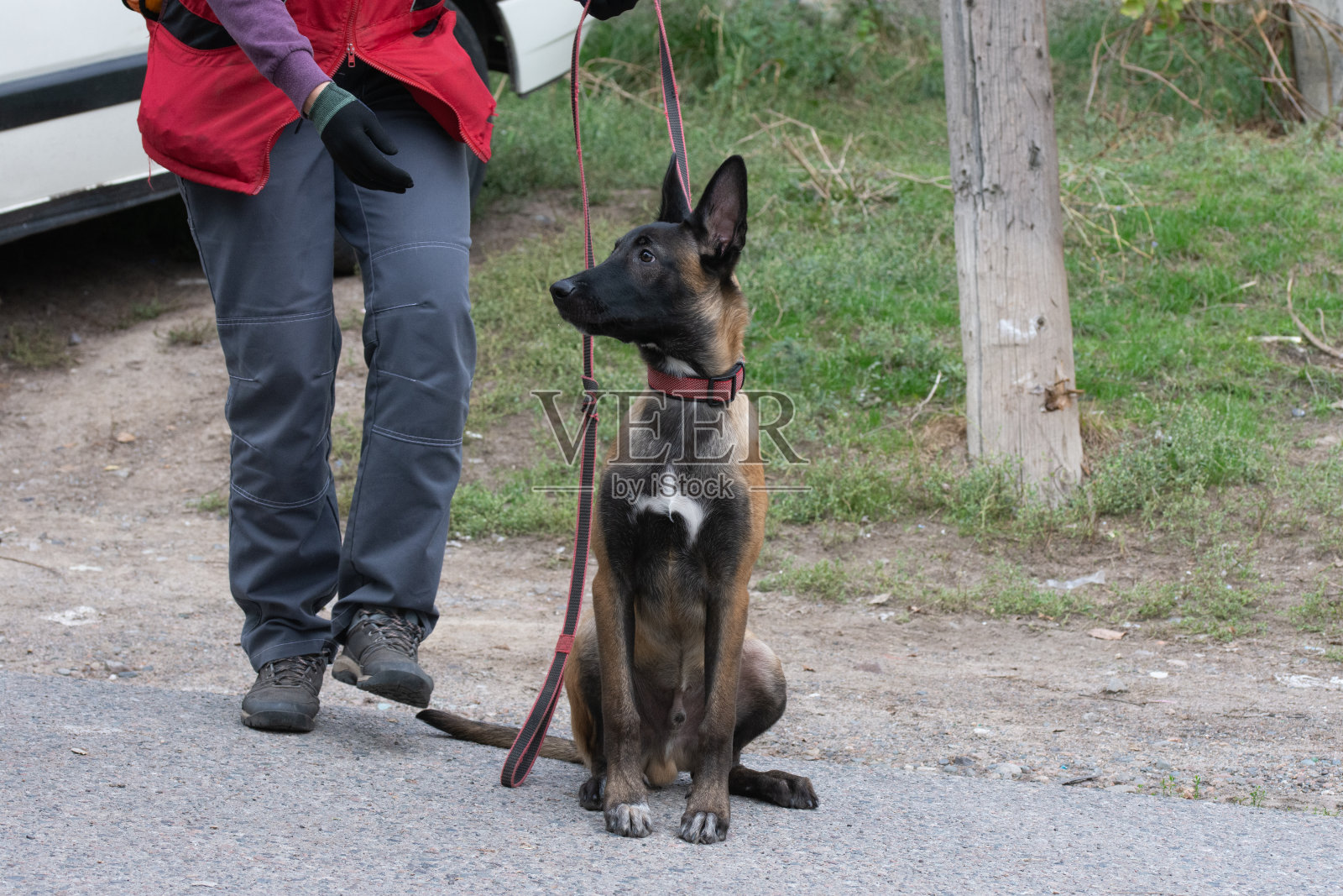 比利时牧羊犬玛利诺伊斯坐着指挥照片摄影图片