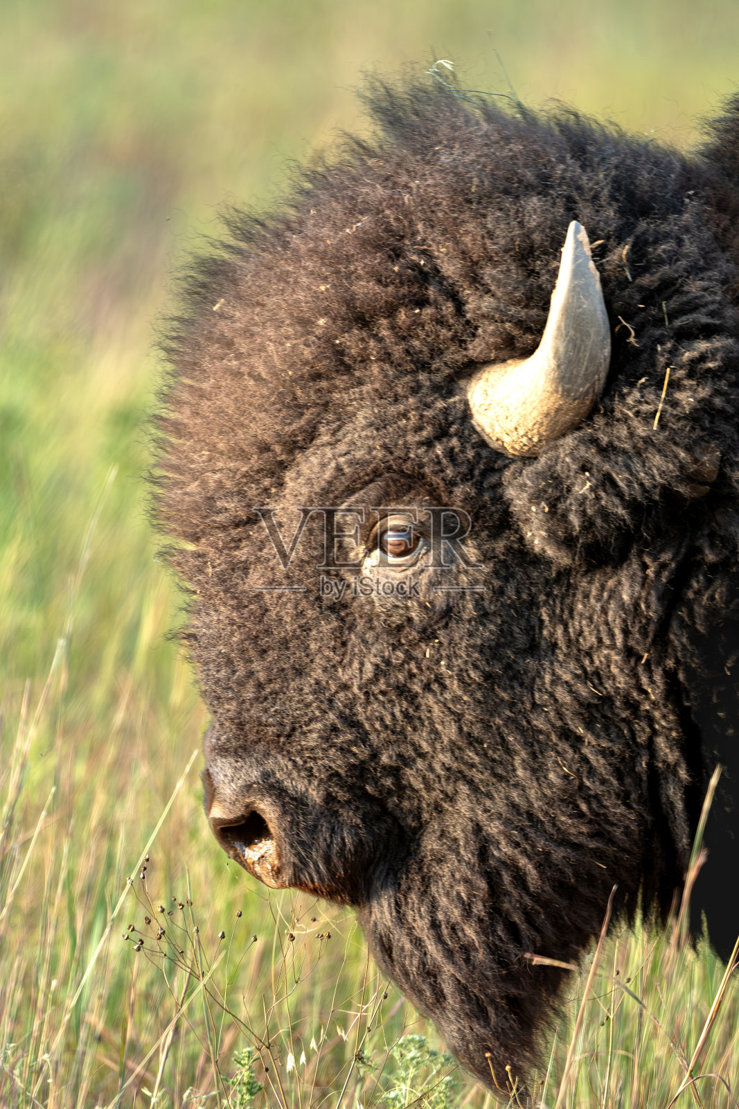 水牛的头照片摄影图片