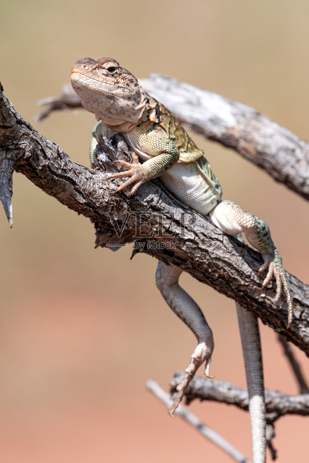 日光浴蜥蜴照片摄影图片