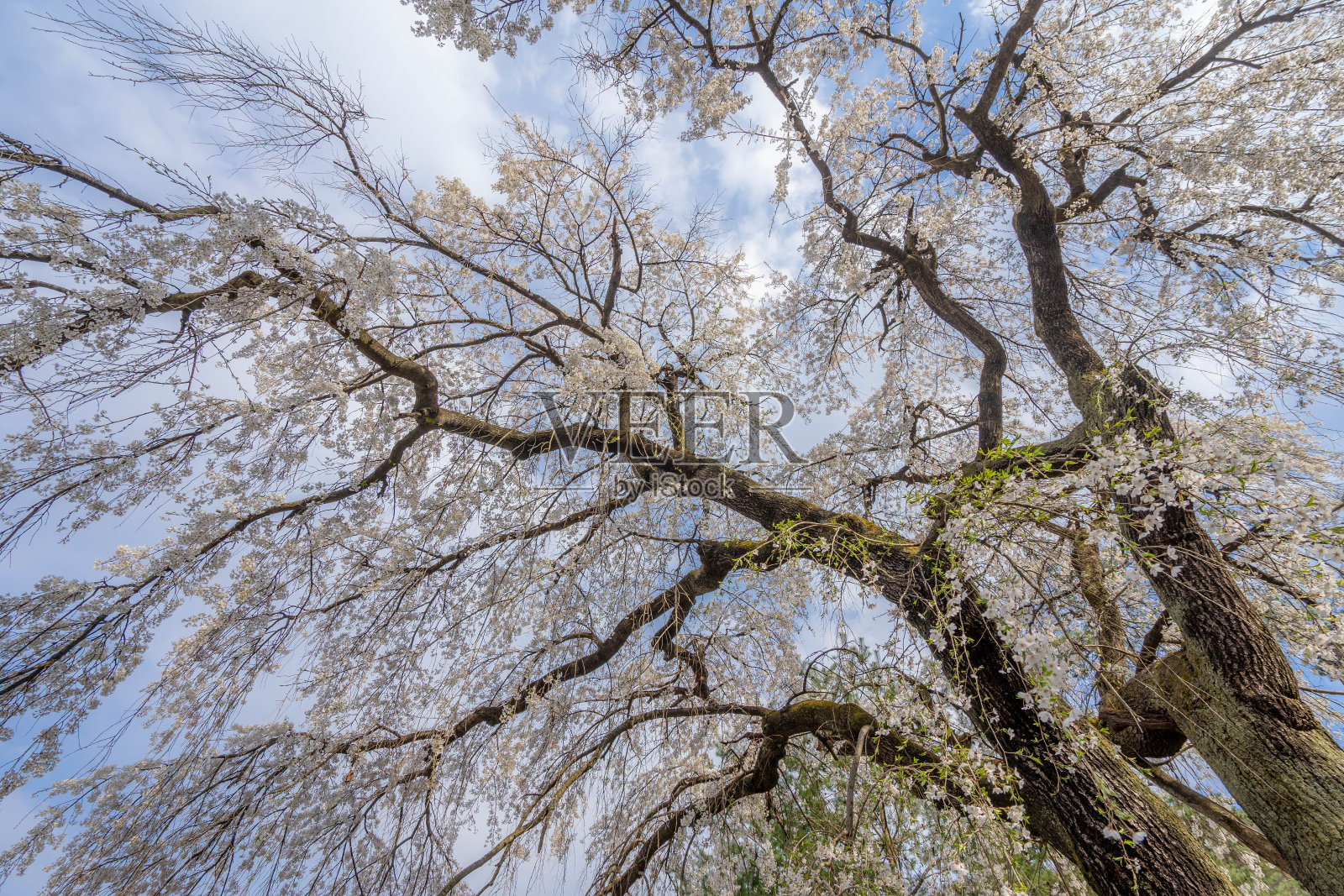 樱花照片摄影图片
