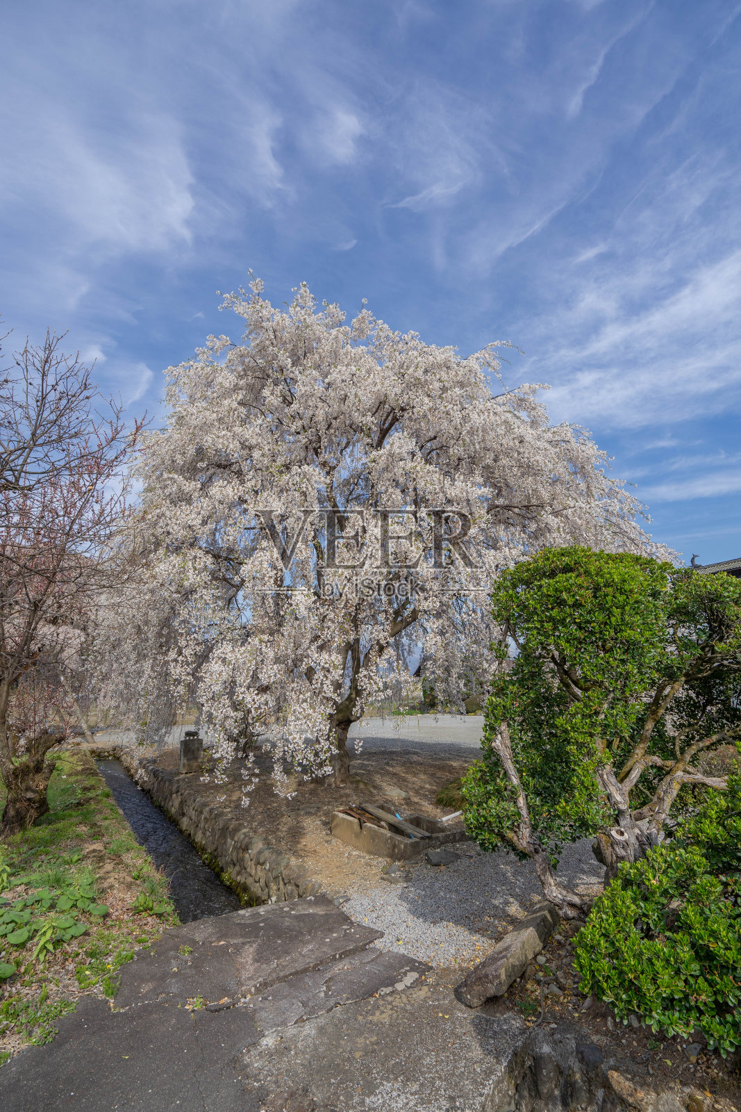 樱花照片摄影图片