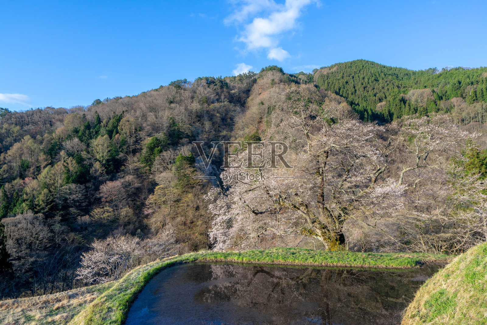樱花照片摄影图片