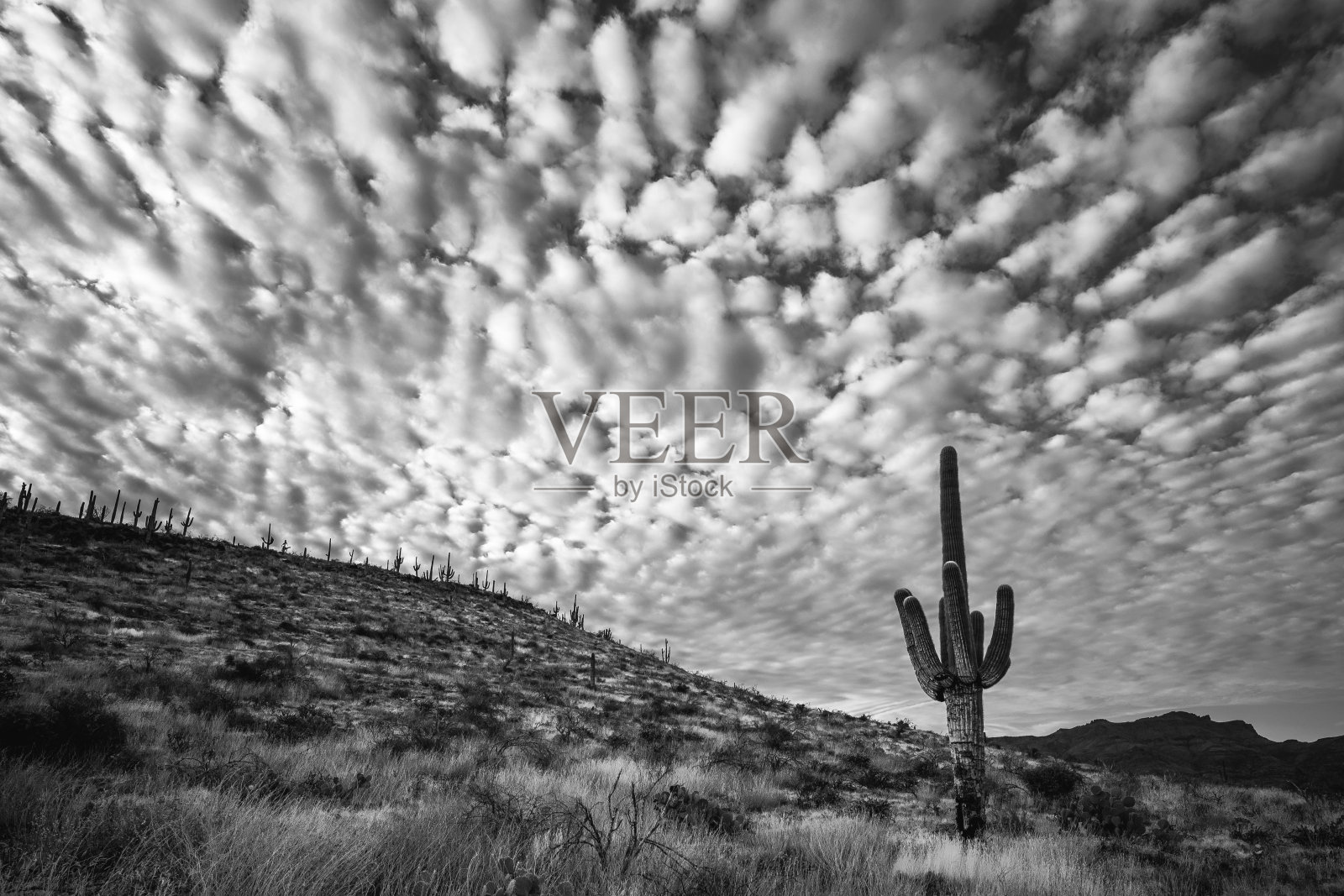 黑色和白色的仙人掌肖像- Hackberry Mesa，迷信荒野照片摄影图片