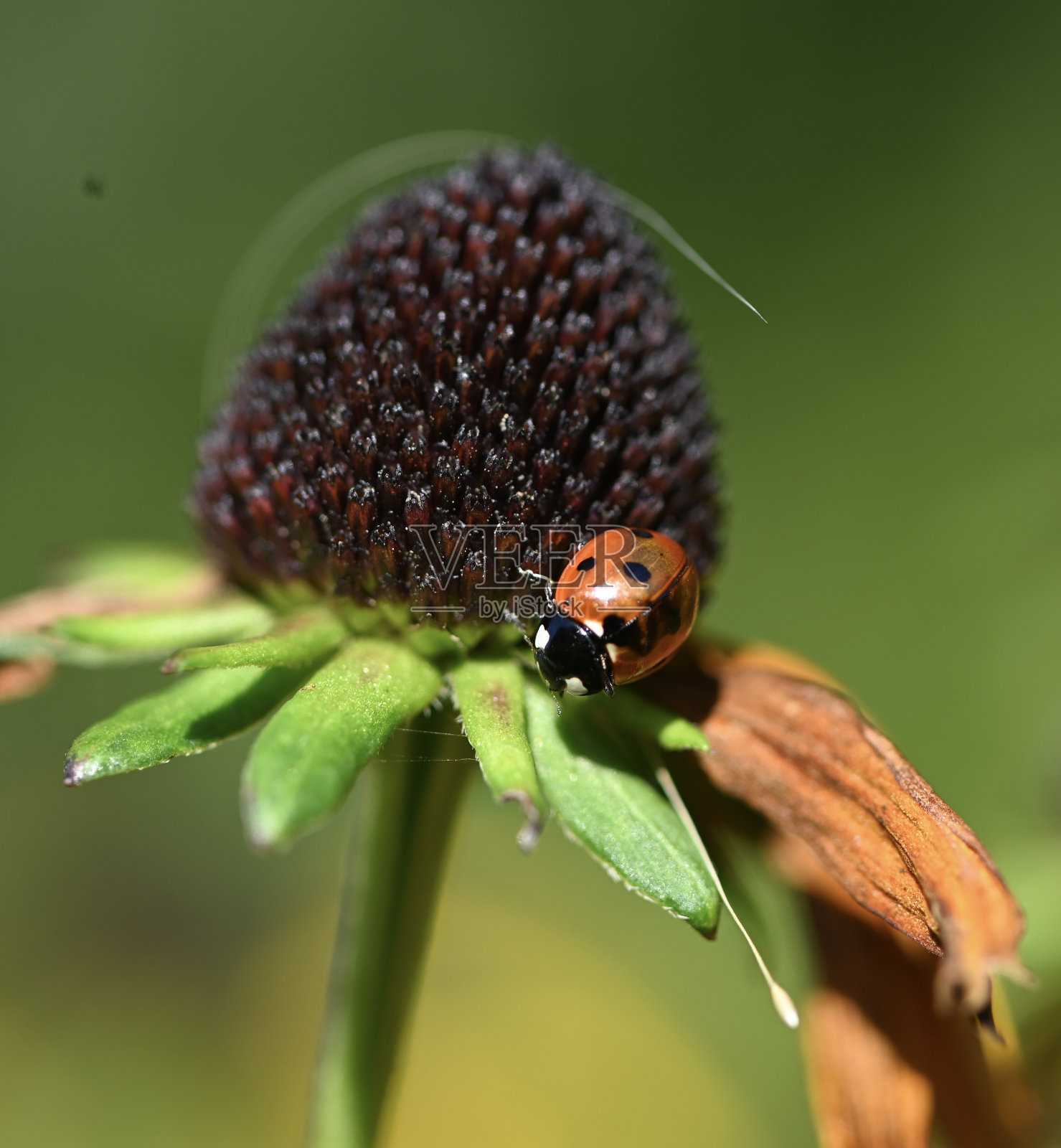 花-昆虫-宏观照片摄影图片
