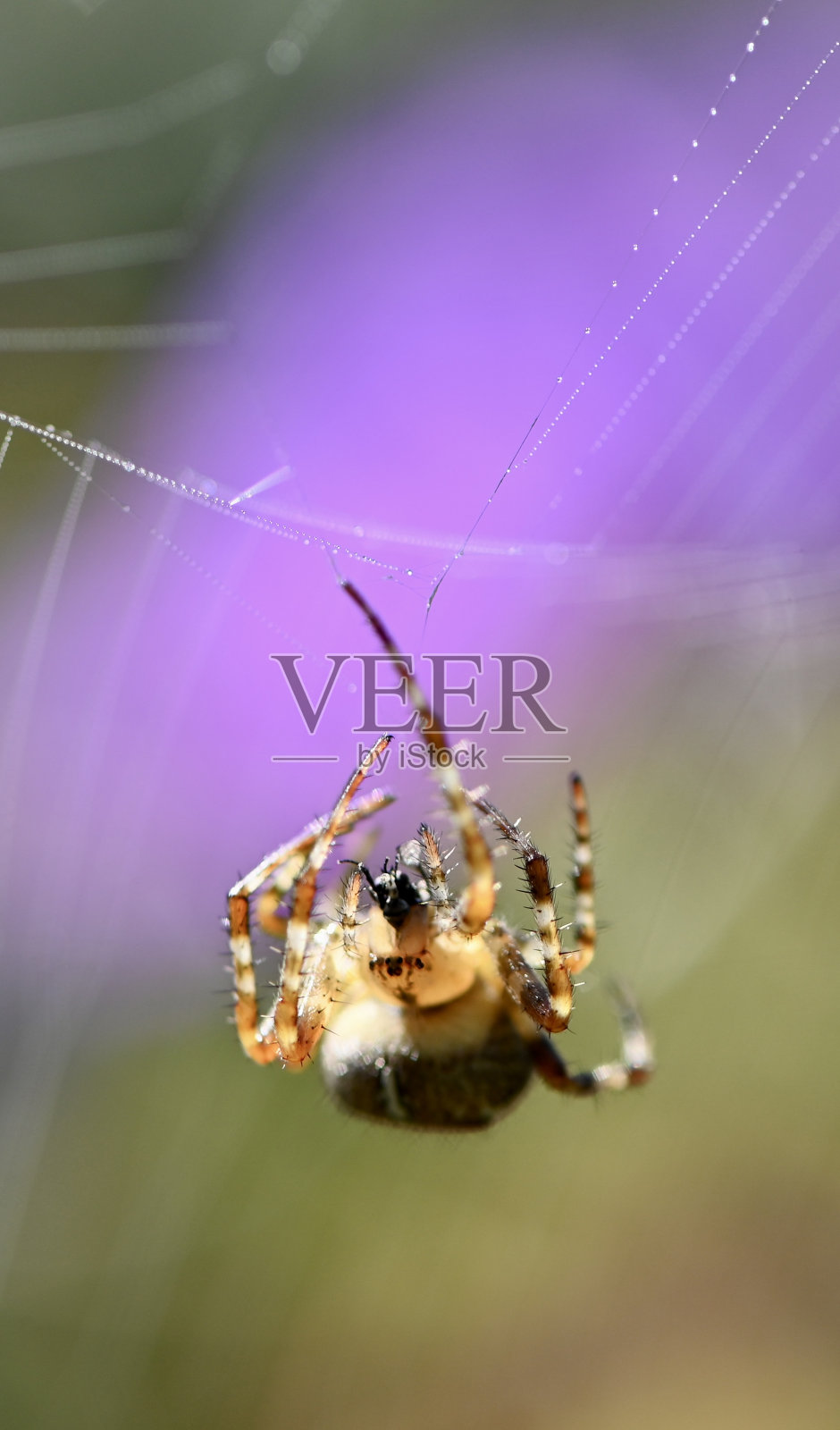 宏观的蜘蛛照片摄影图片