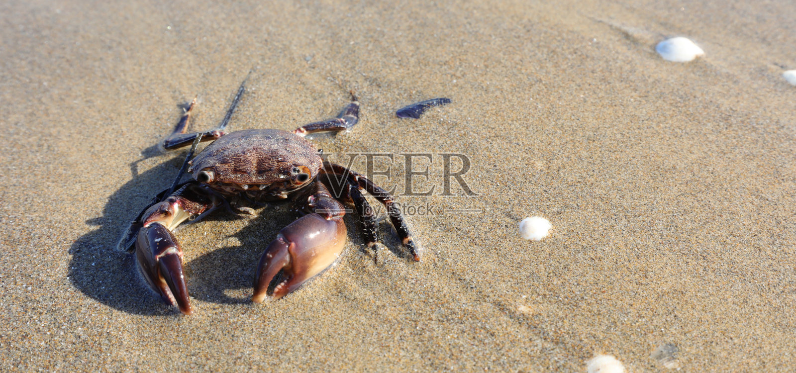 在沙滩上的沙子里，有爪子的伪装蟹照片摄影图片