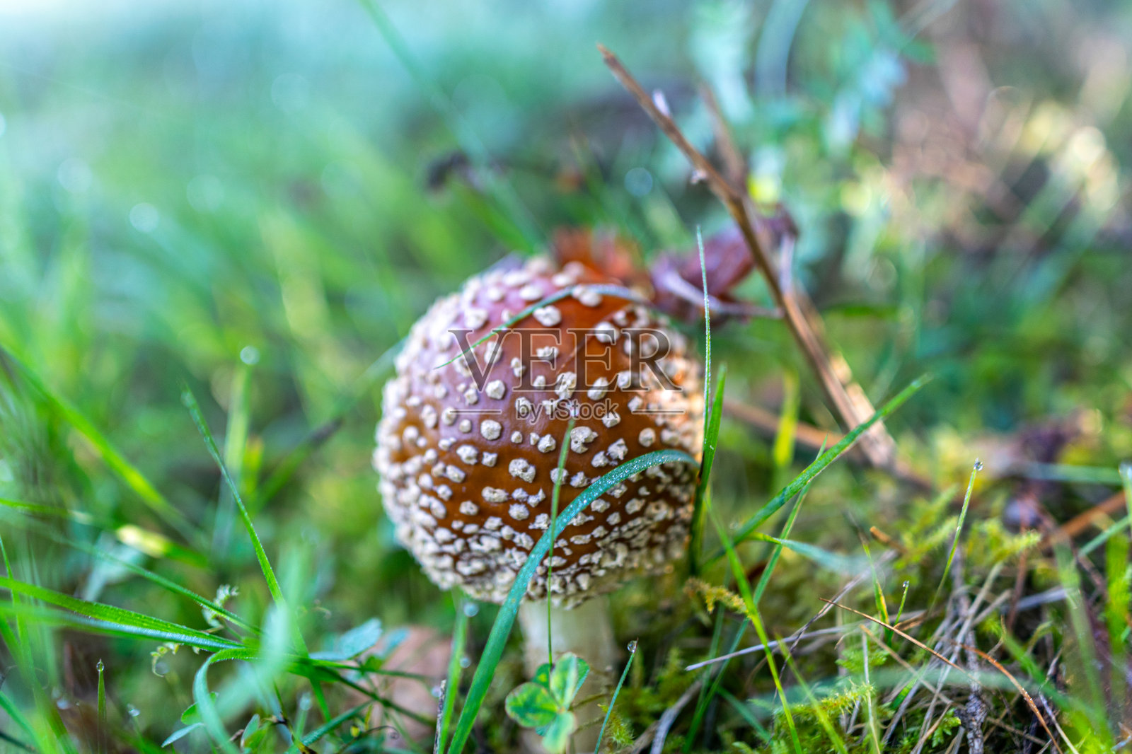 毒蝇蕈(Amanita muscaria)或飞木耳是一种红色和白色斑点的有毒蘑菇，是秋季森林中的一种蘑菇照片摄影图片