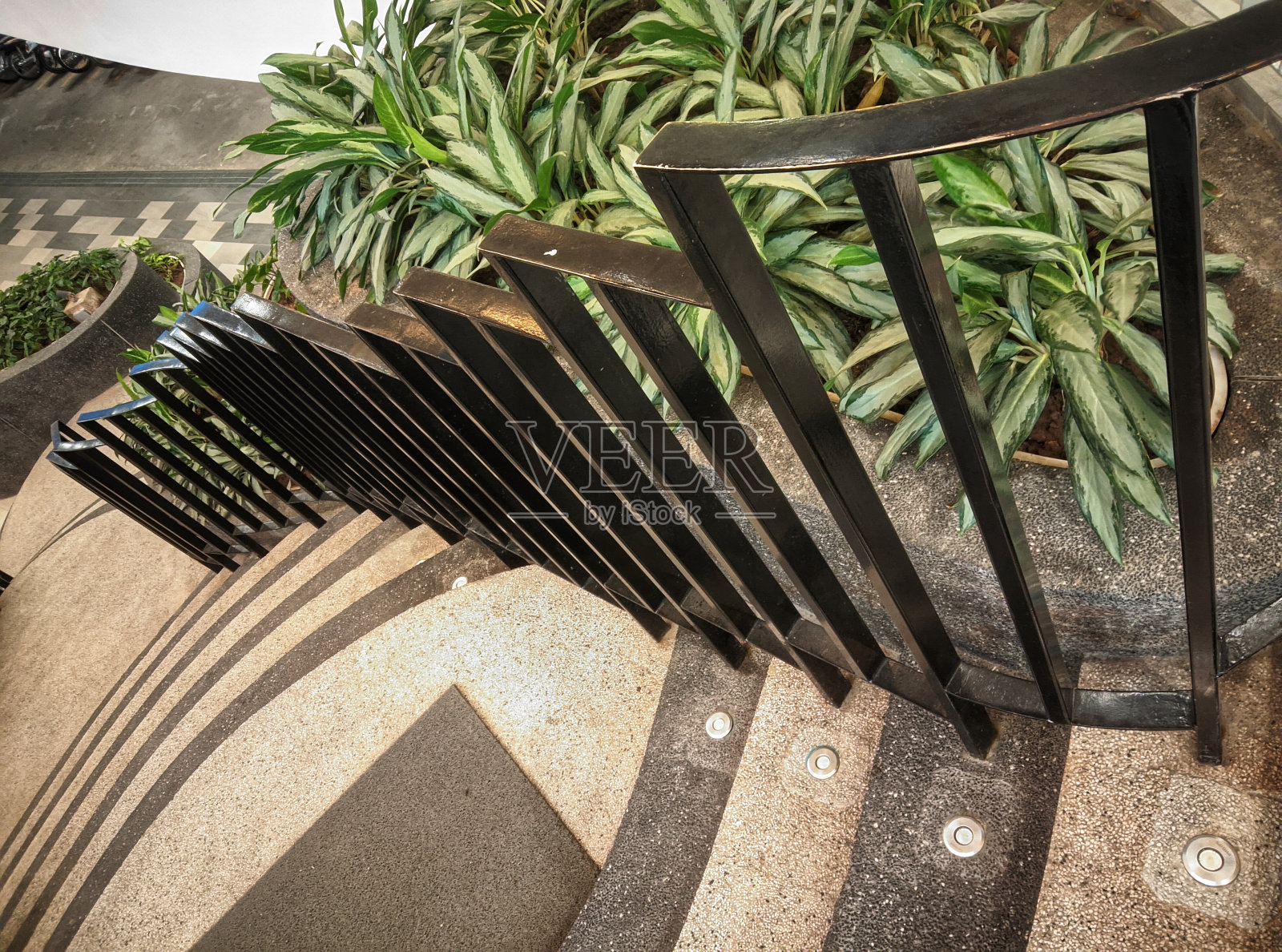 长在篱笆附近的植物。黑色栅栏。照片摄影图片