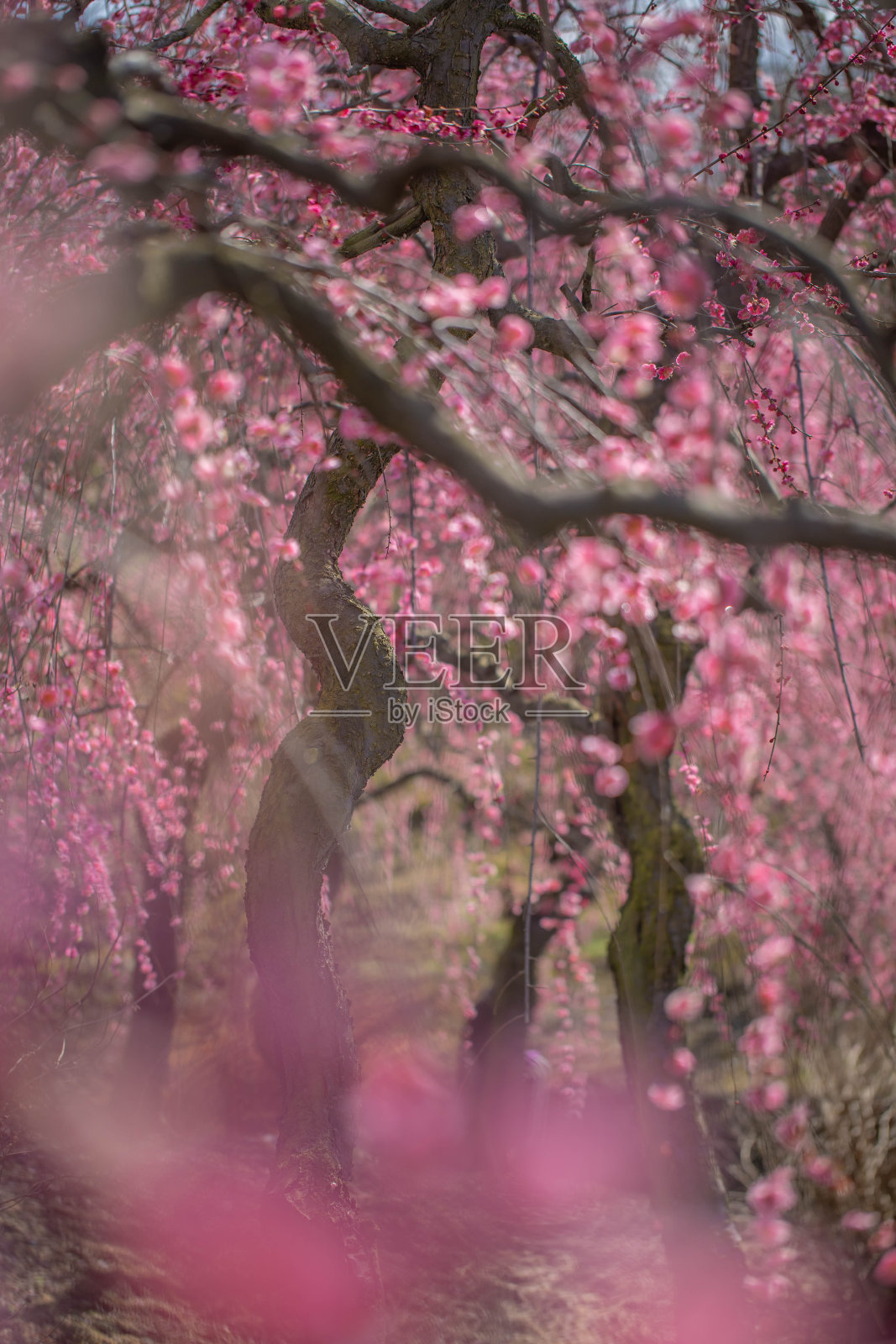 李子照片摄影图片
