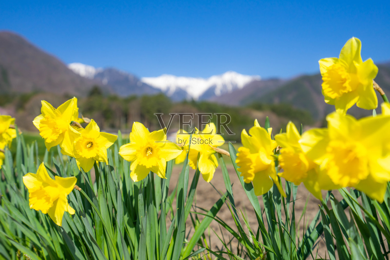 那喀索斯照片摄影图片