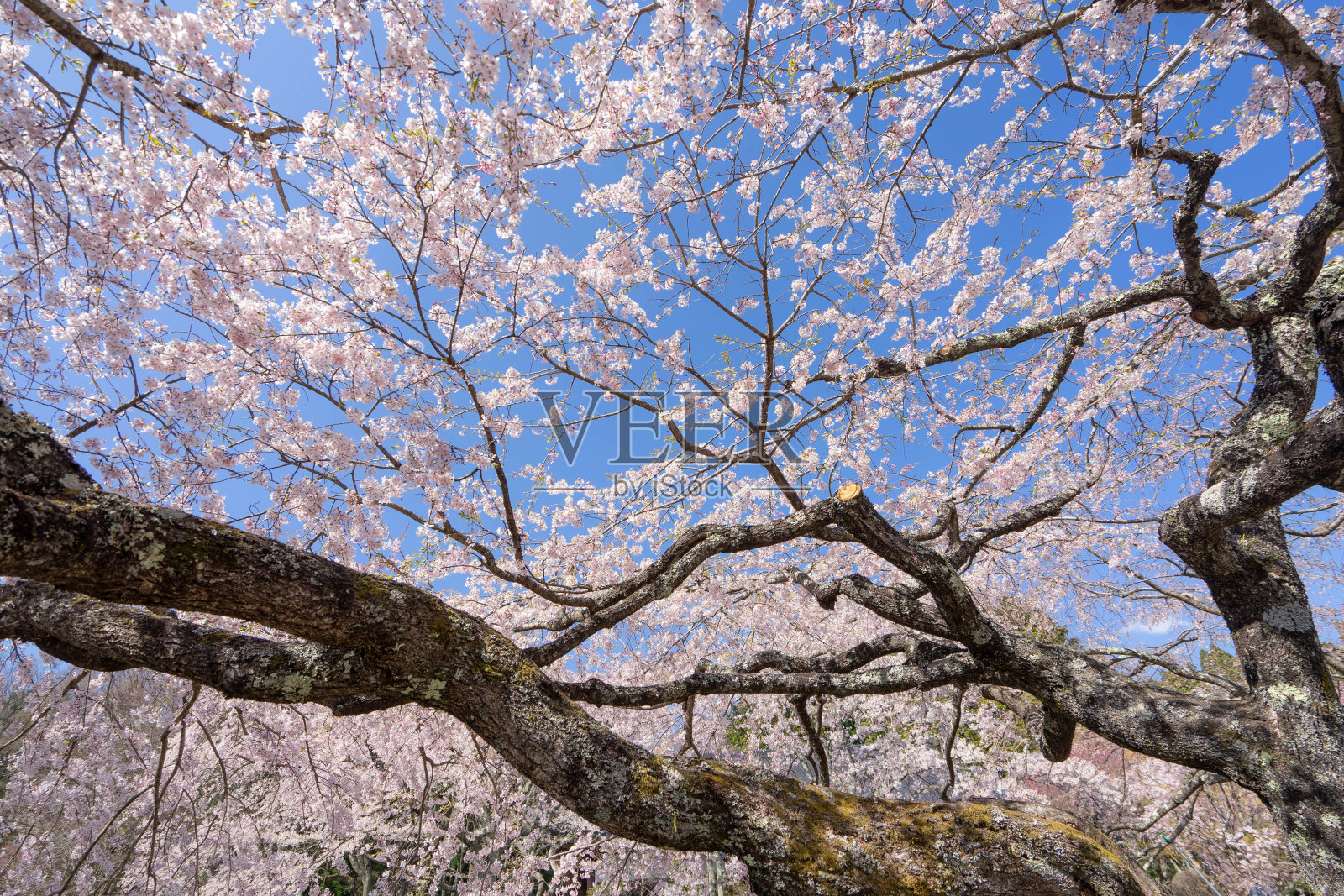 那喀索斯照片摄影图片