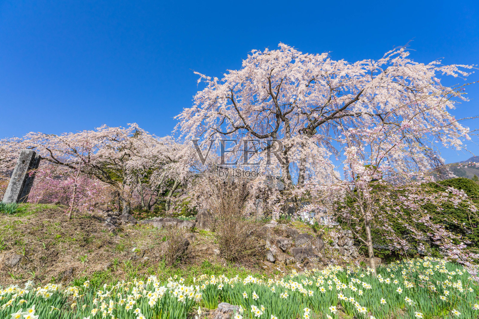那喀索斯照片摄影图片
