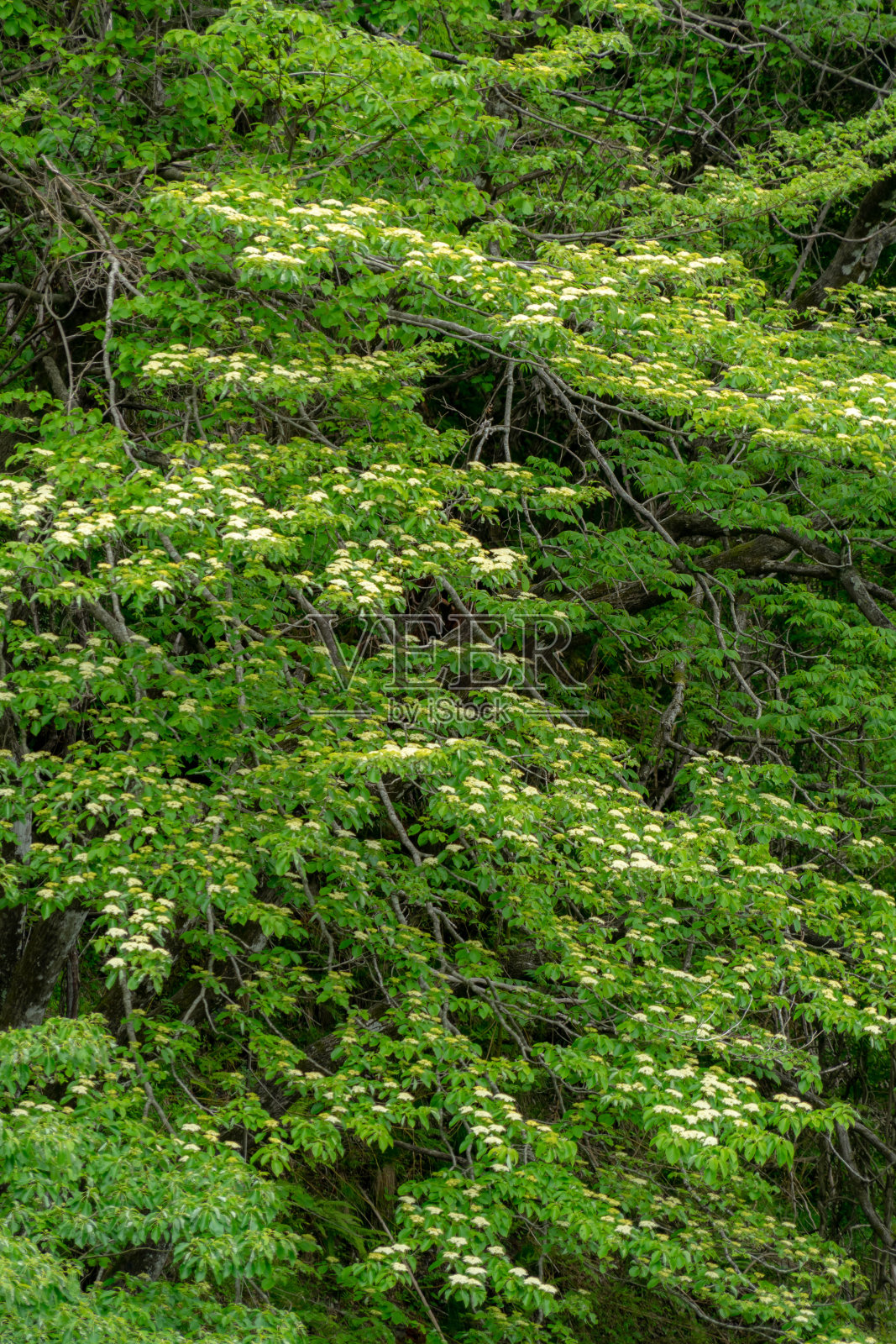 新鲜的绿色植物照片摄影图片