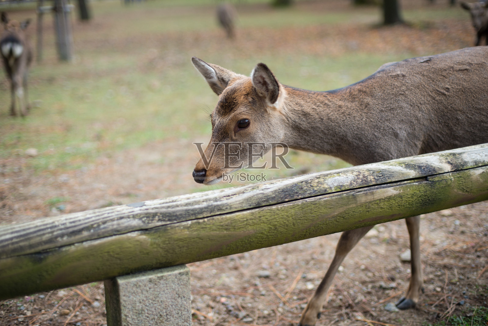 幼年奈良鹿的侧视图照片摄影图片