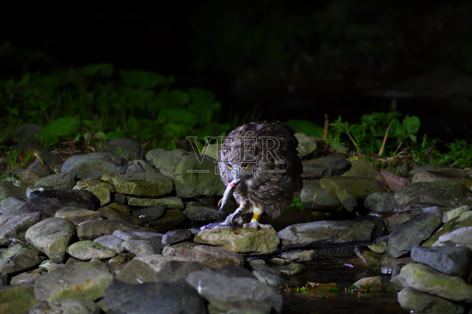 北海道的布拉基斯顿鱼鸮捕食鱼。照片摄影图片