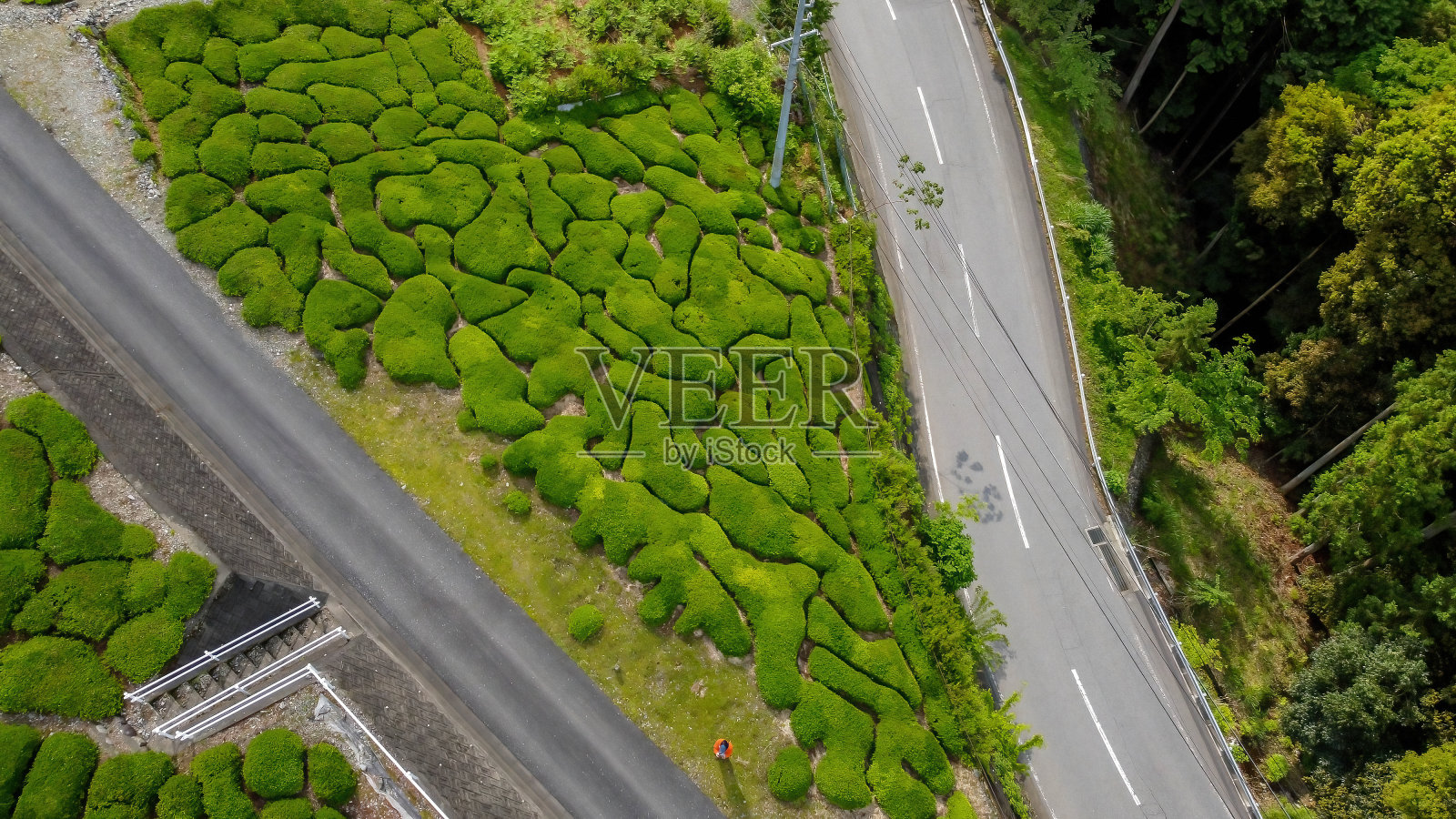 茶园照片摄影图片