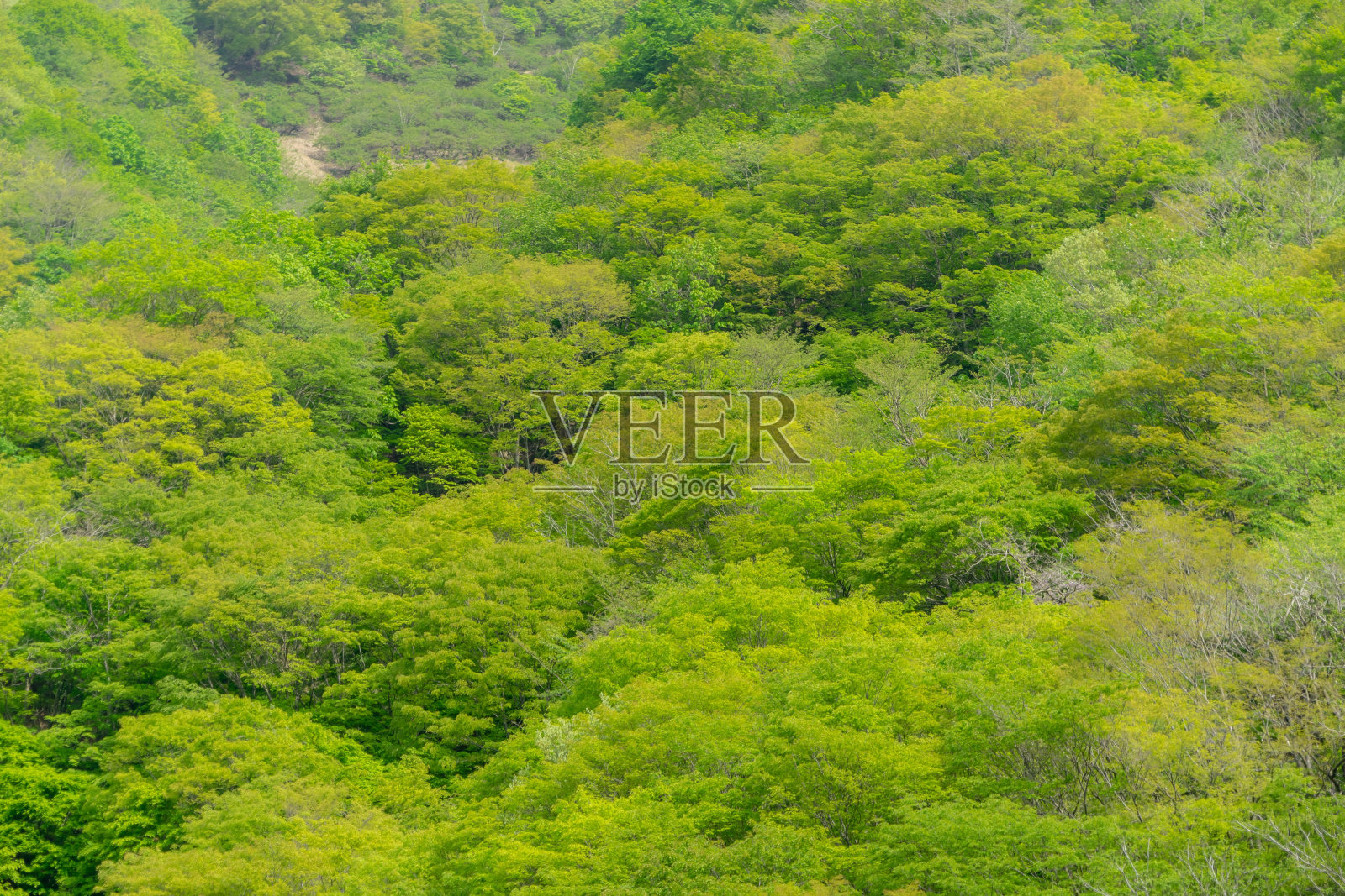 新鲜的绿色植物照片摄影图片