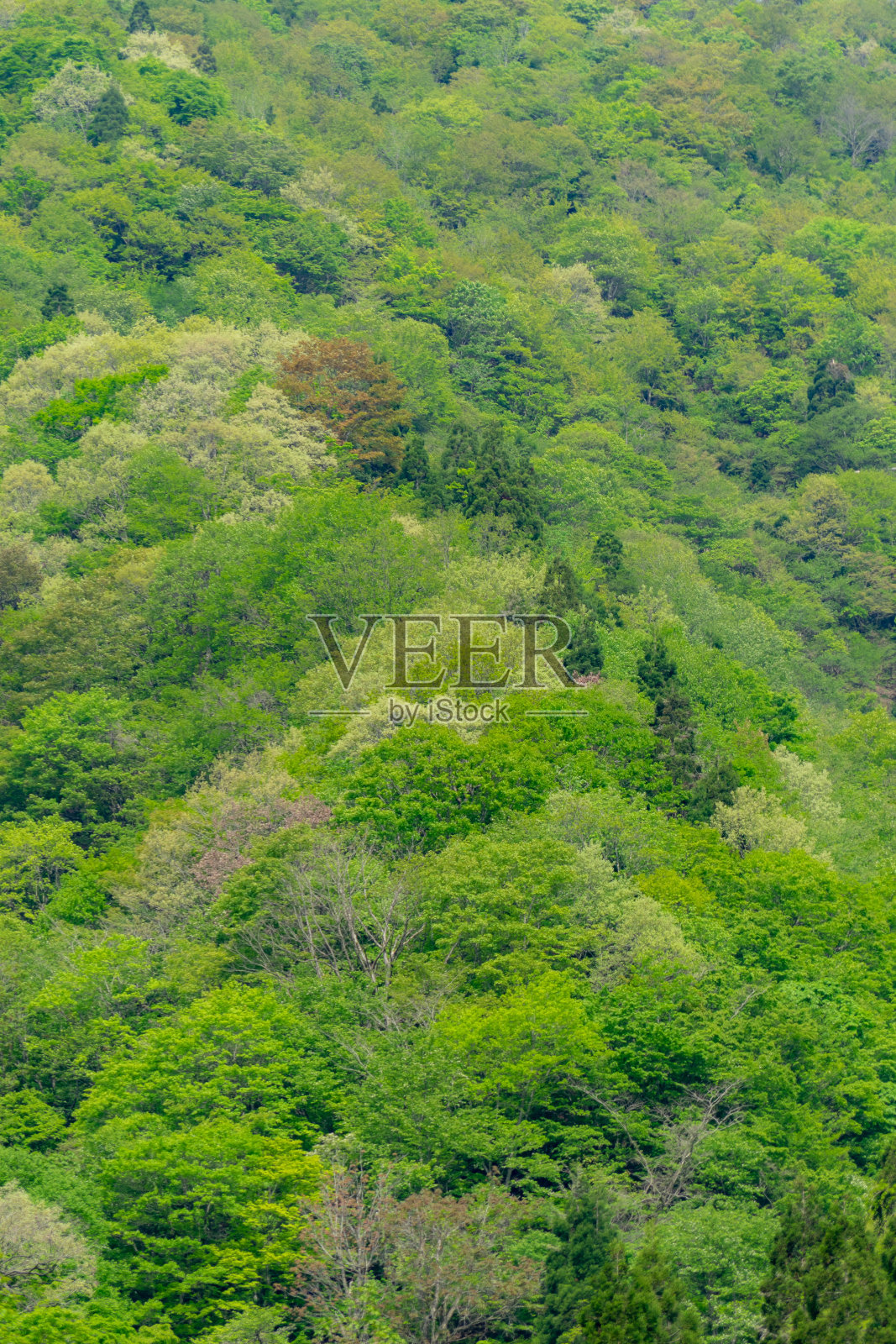 新鲜的绿色植物照片摄影图片