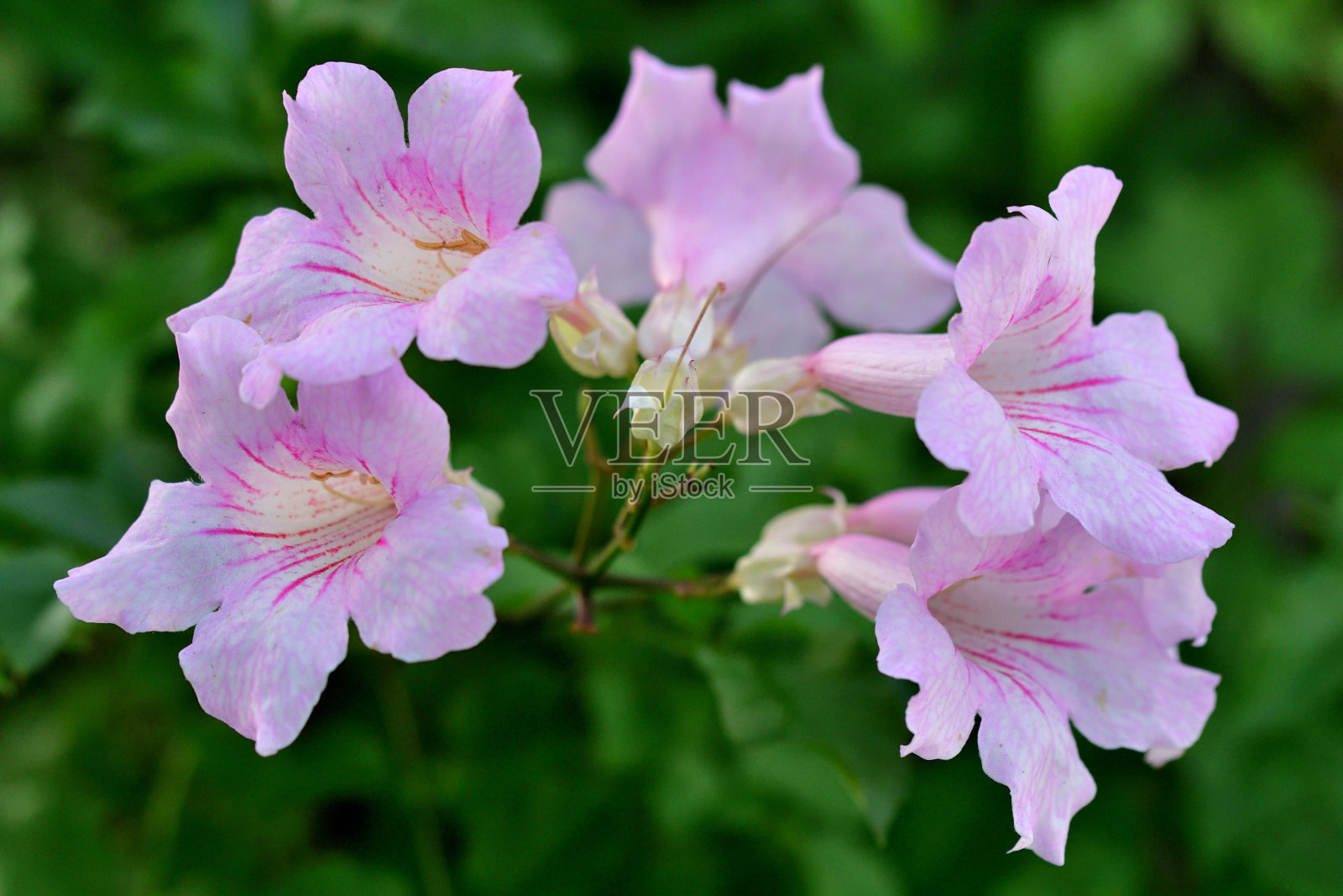 粉红角状藤蔓照片摄影图片