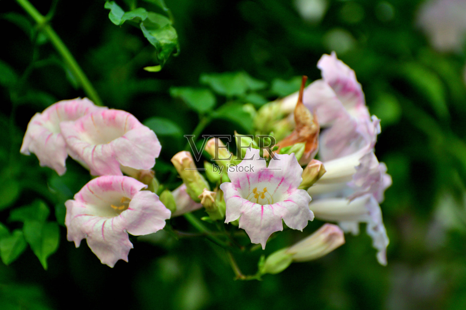 粉红角状藤蔓照片摄影图片