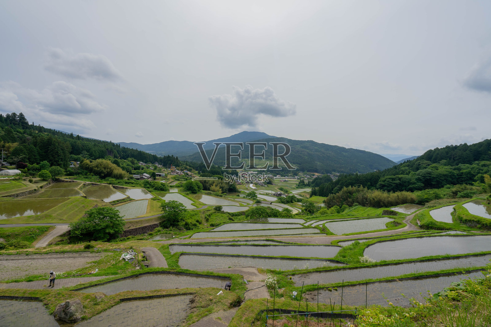 阶地稻田照片摄影图片