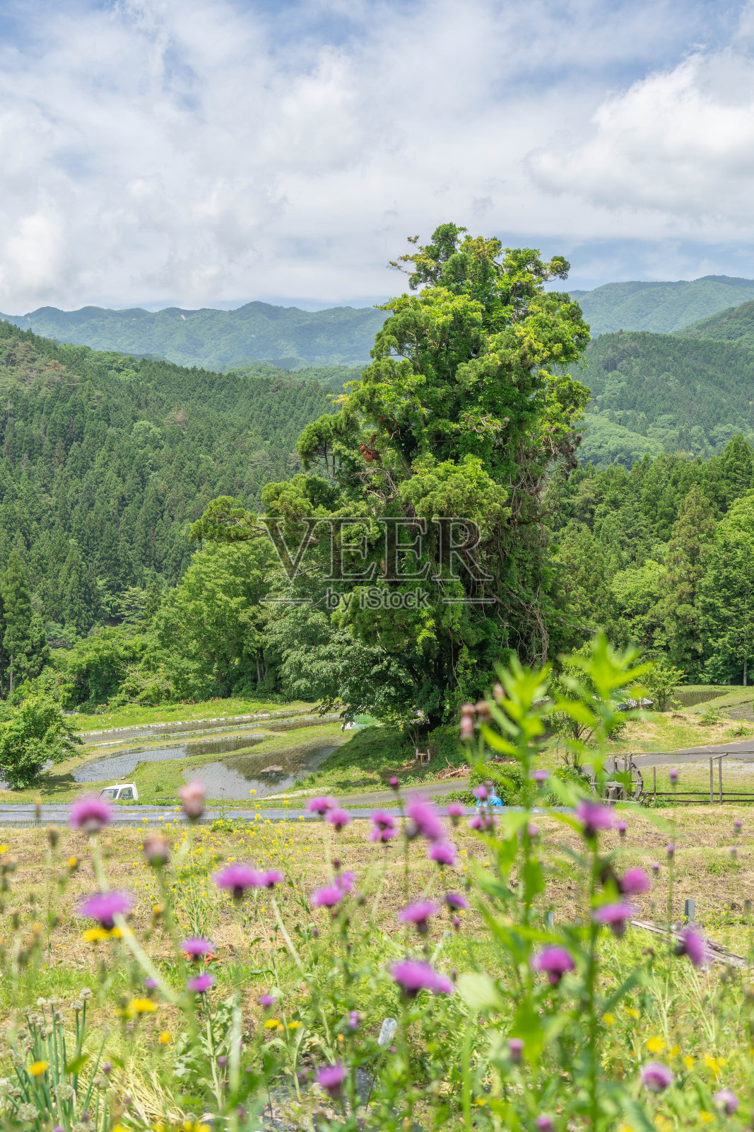 阶地稻田照片摄影图片