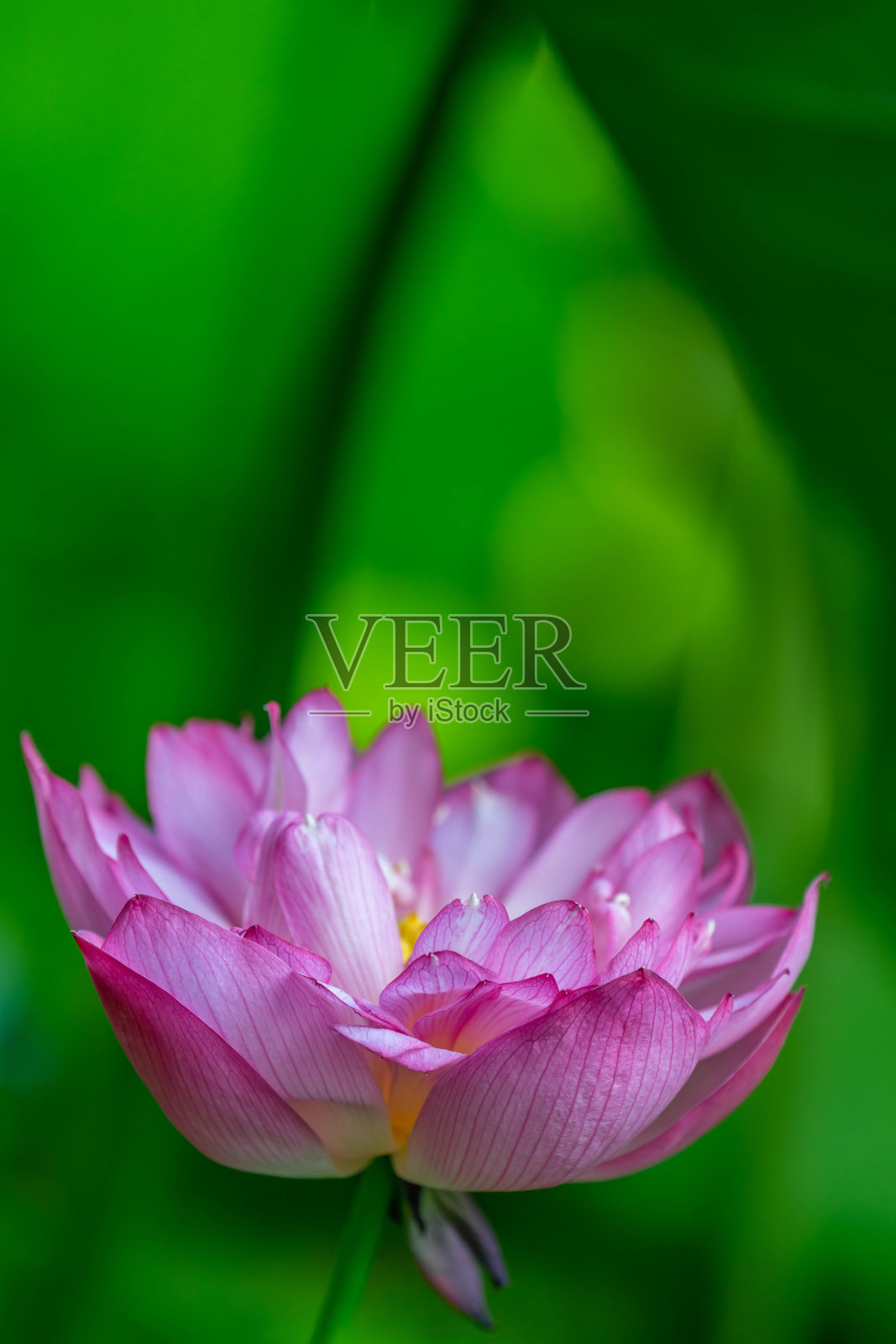 莲花照片摄影图片