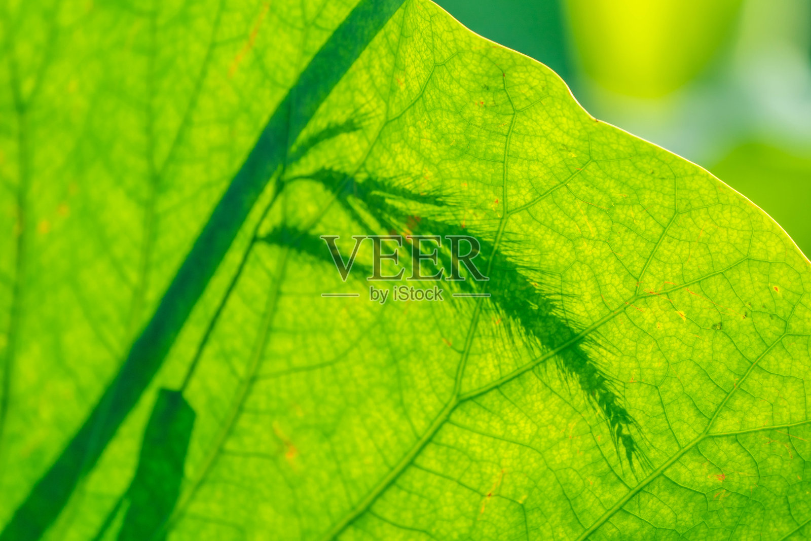 莲花照片摄影图片