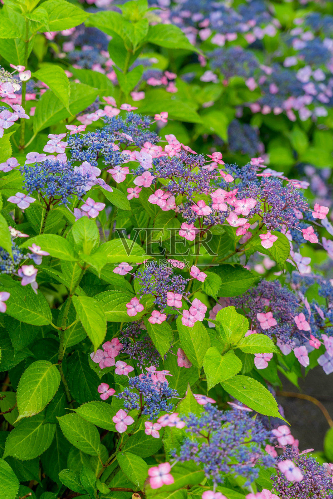 绣球花照片摄影图片