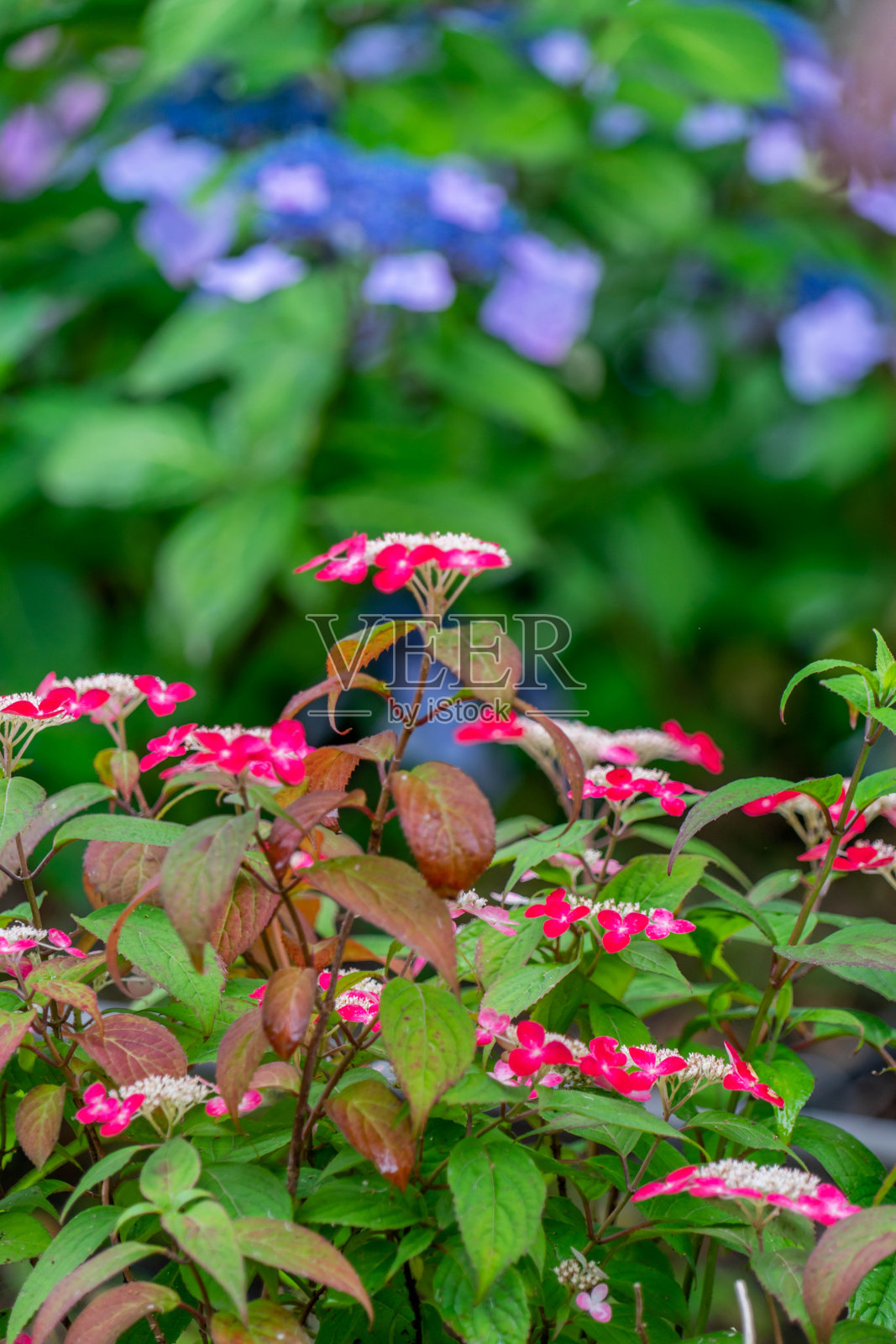 绣球花照片摄影图片