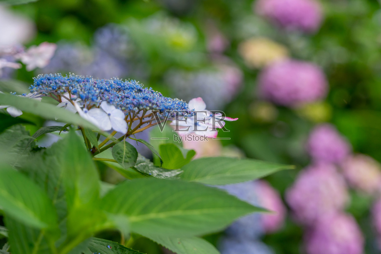 绣球花照片摄影图片