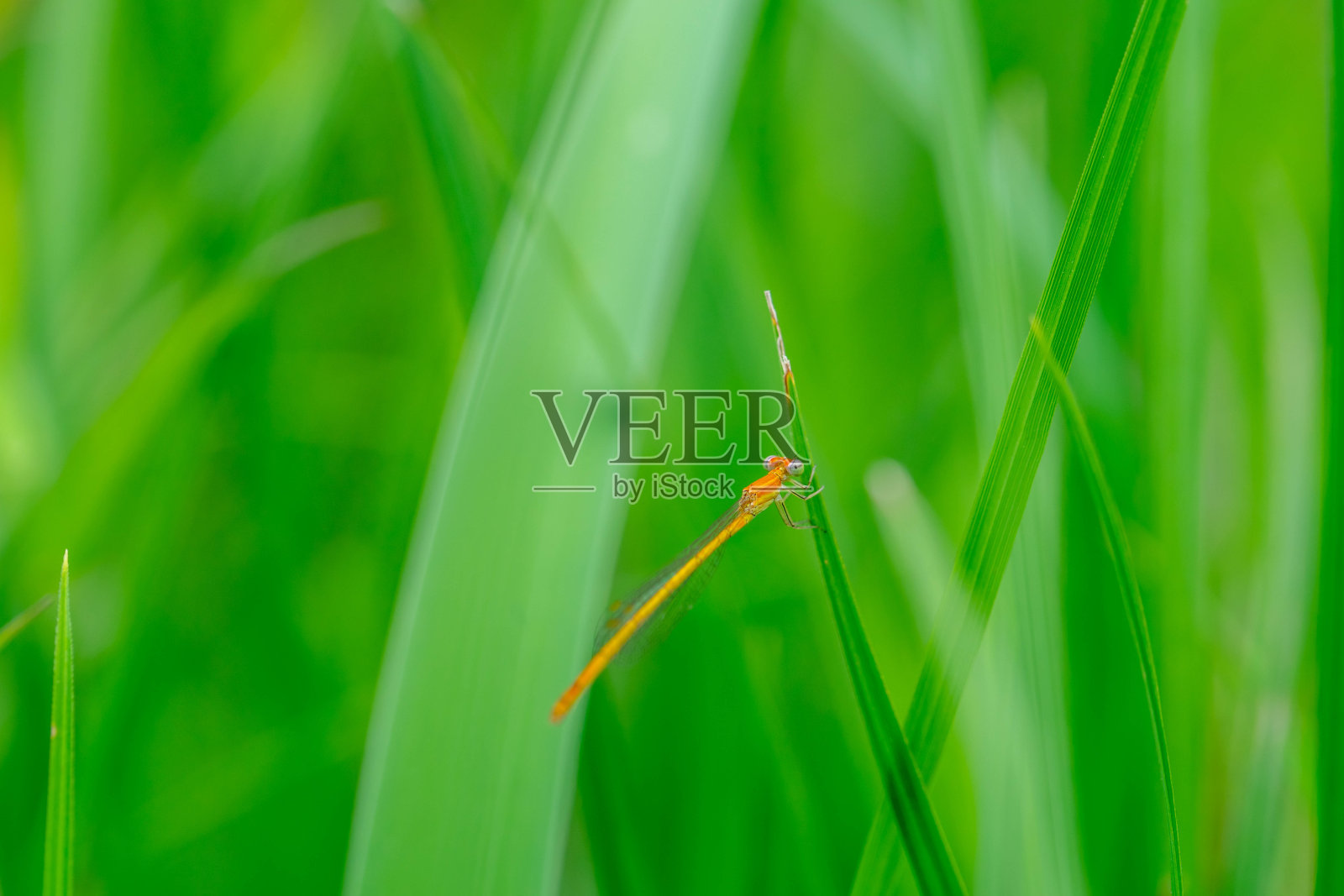 蜻蜓照片摄影图片