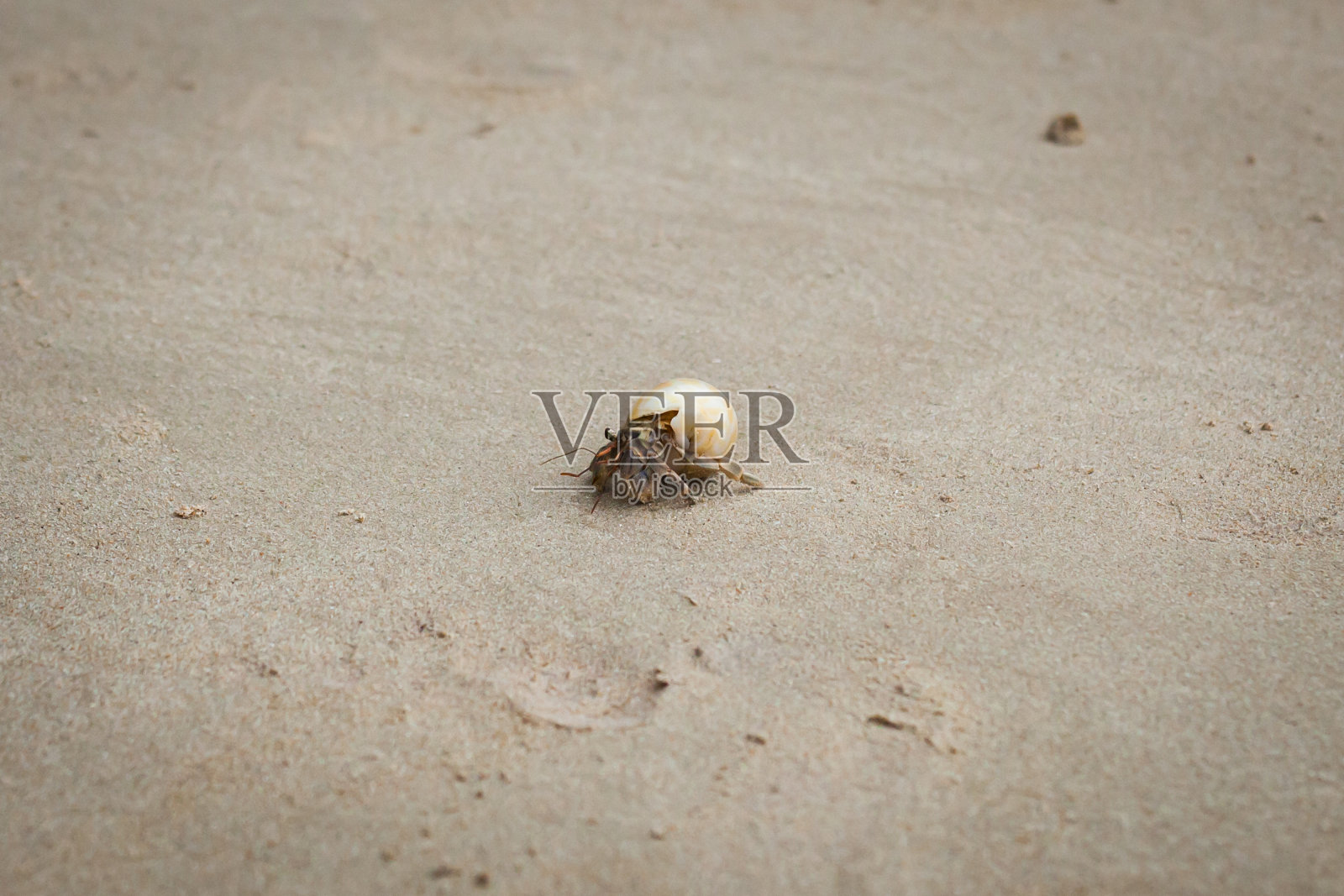 沙滩上的寄居蟹。照片摄影图片