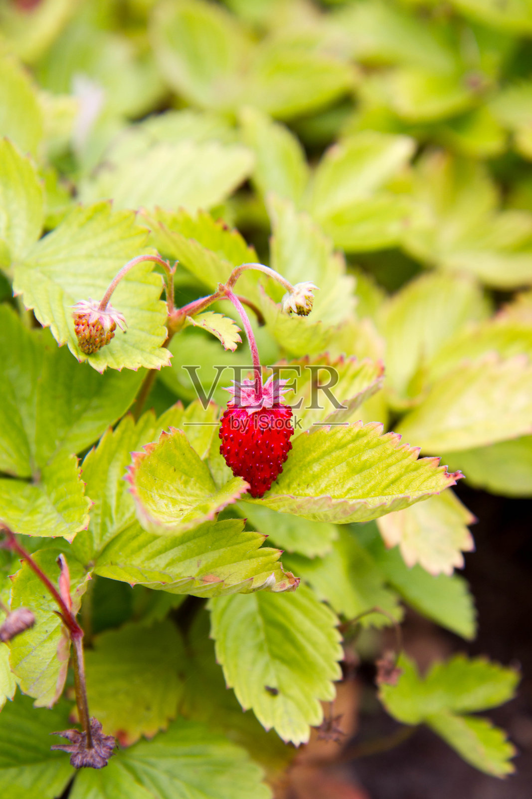 成熟的野草莓果实照片摄影图片
