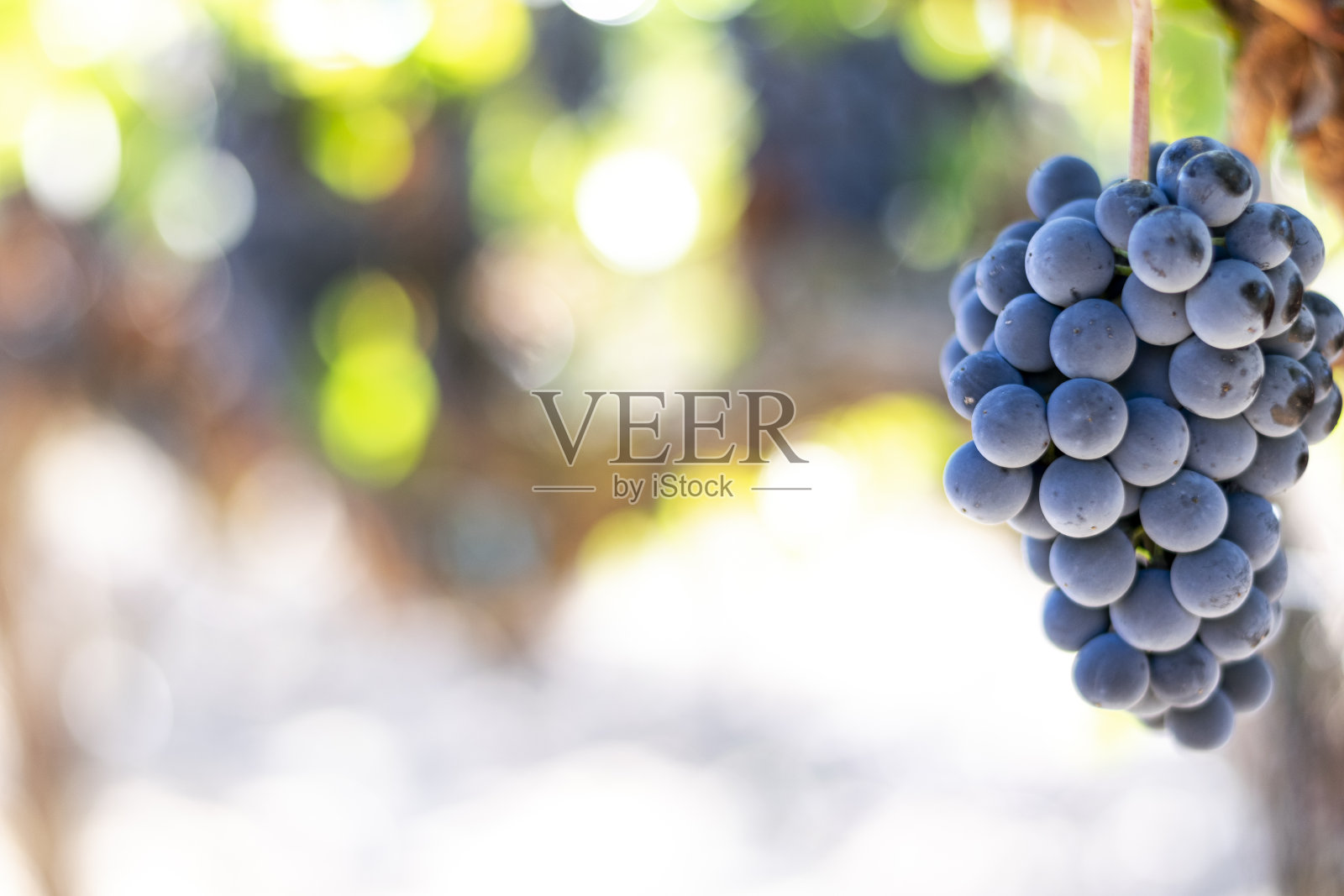 葡萄园中采摘前的黑葡萄照片摄影图片