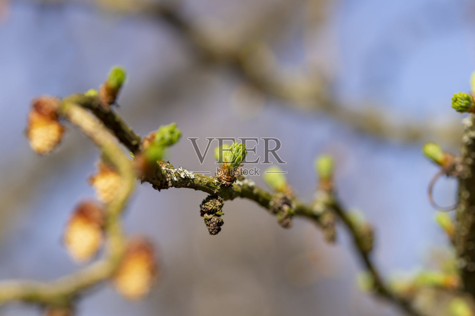 欧洲落叶松在春天第一批针叶出现的时候照片摄影图片