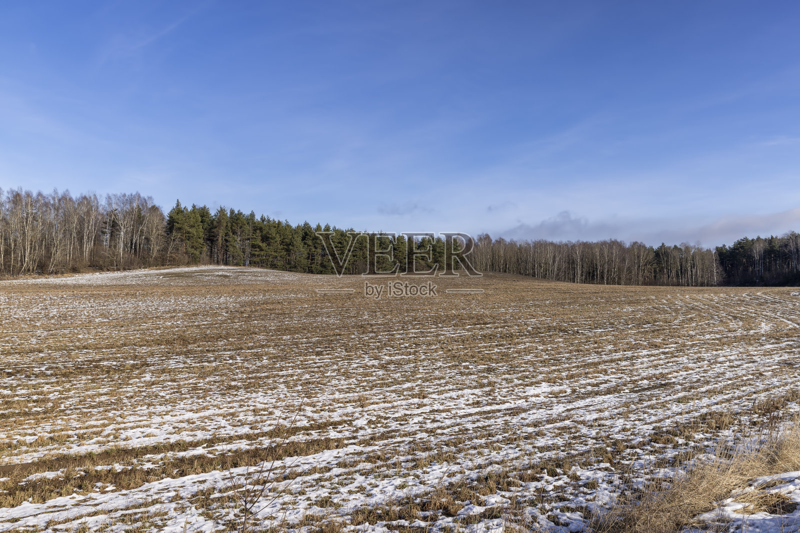 冬雪过后被雪覆盖的干草照片摄影图片