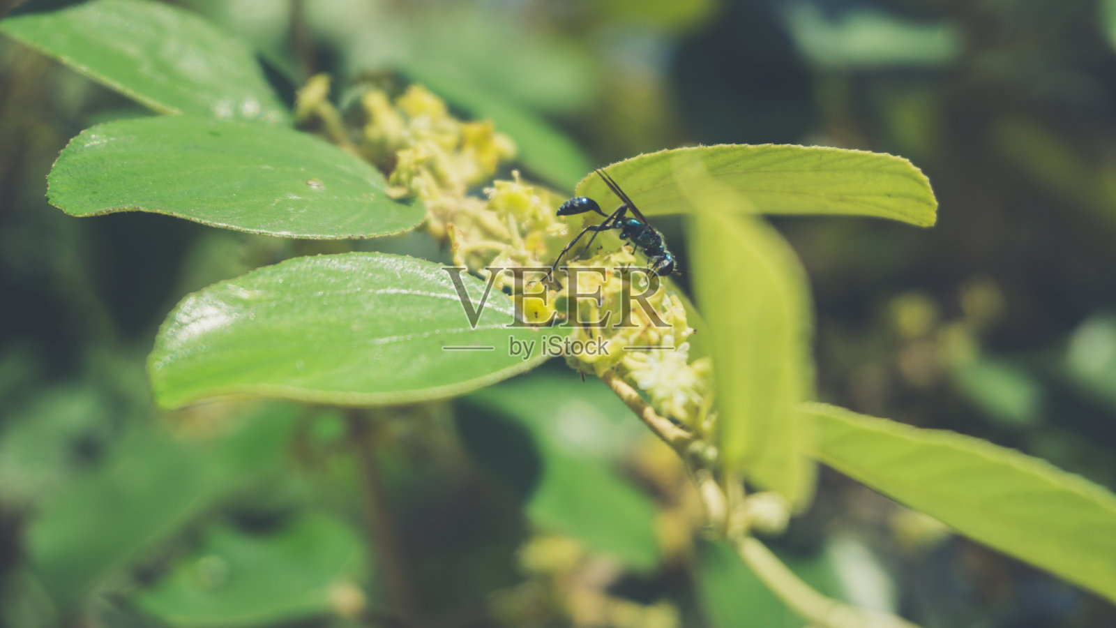 蜜蜂降落在植物上采集花粉和花蜜照片摄影图片