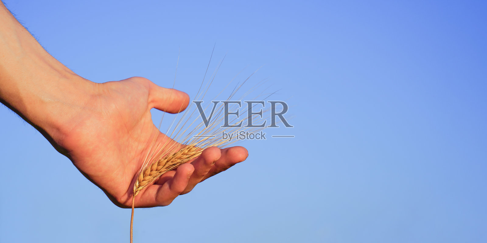 日落时分，男子手握黑麦穗沐浴在阳光下的特写。丰饶和多产的象征。乡村背景。可持续农业。夏季茂盛的麦田照片摄影图片