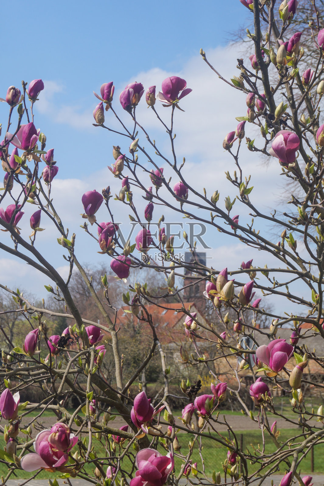 风景如画的乡村风景，德国的一座教堂，前景是一棵盛开的木兰树照片摄影图片
