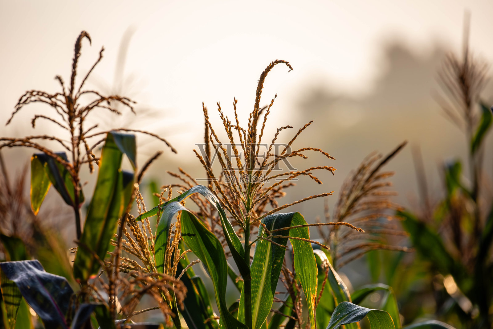 9月威斯康星州玉米地里的玉米穗特写照片摄影图片