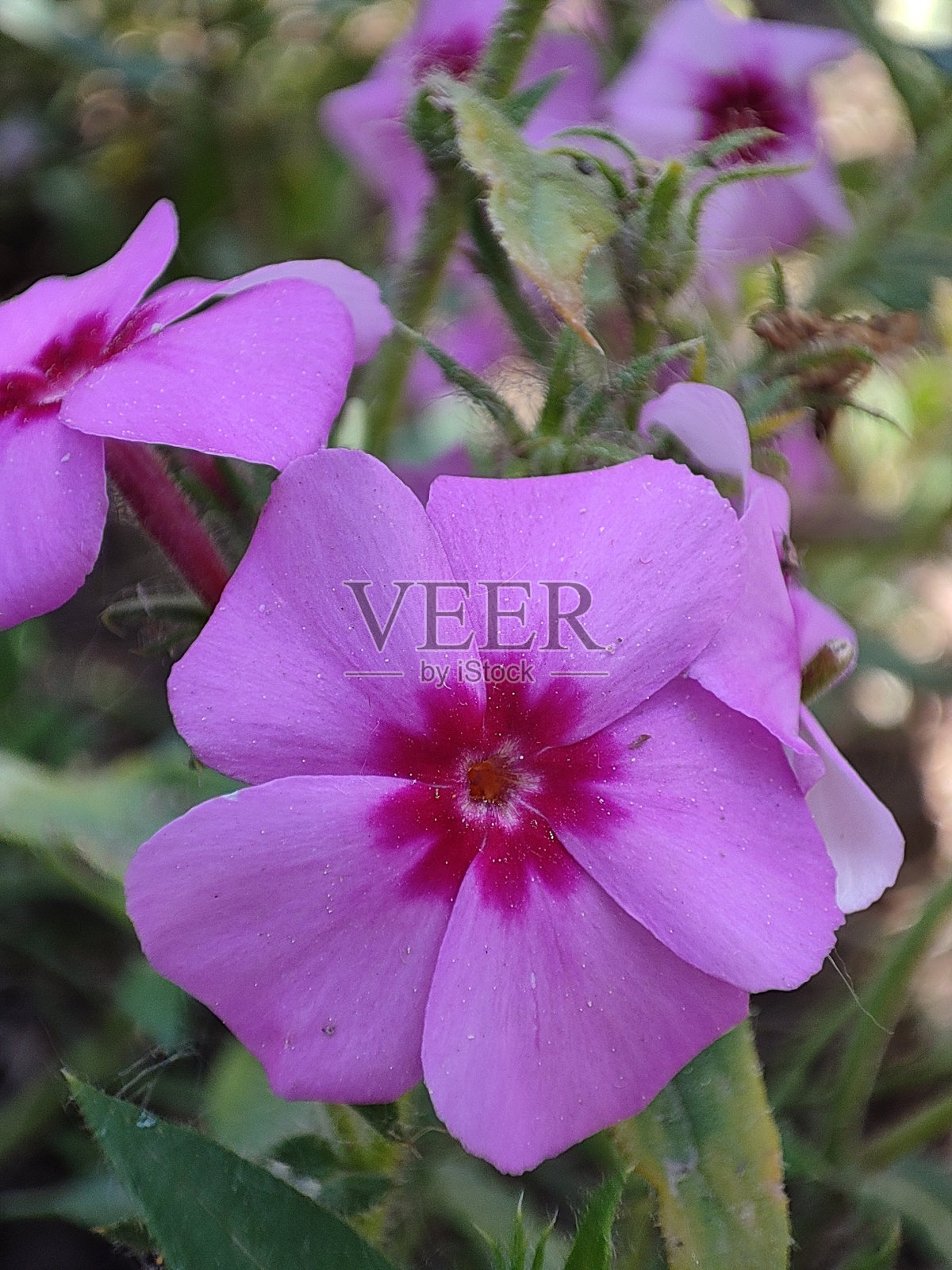 美丽的粉色花朵摄影照片摄影图片