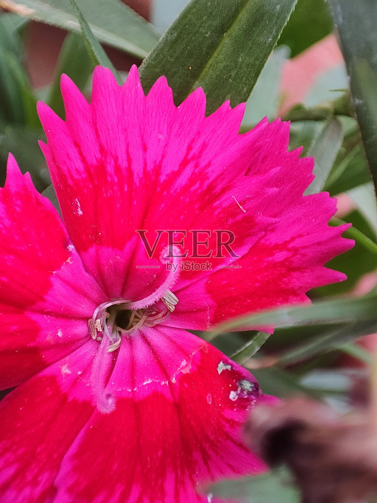 美丽的粉色花朵摄影照片摄影图片