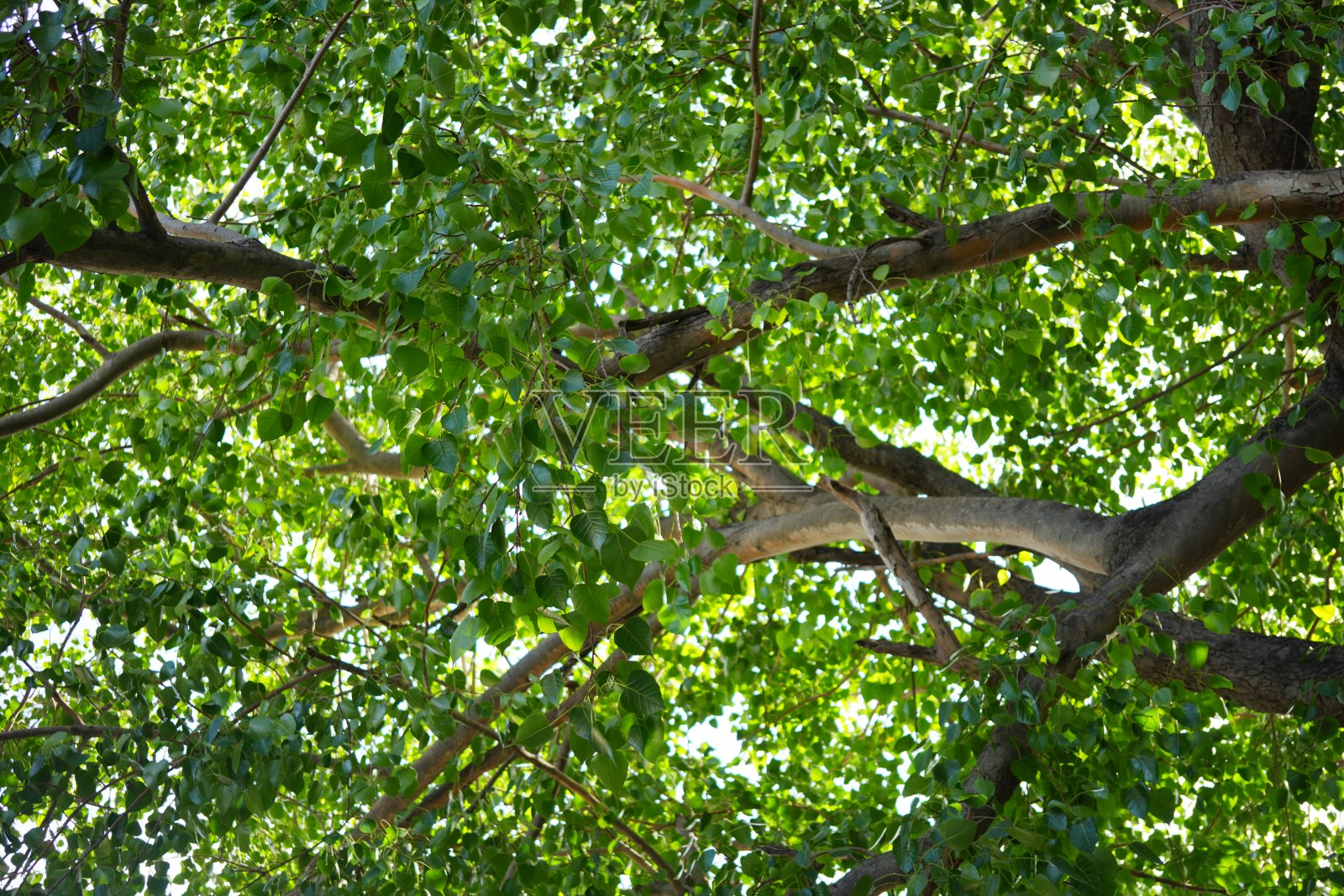 绿榕叶照片摄影图片