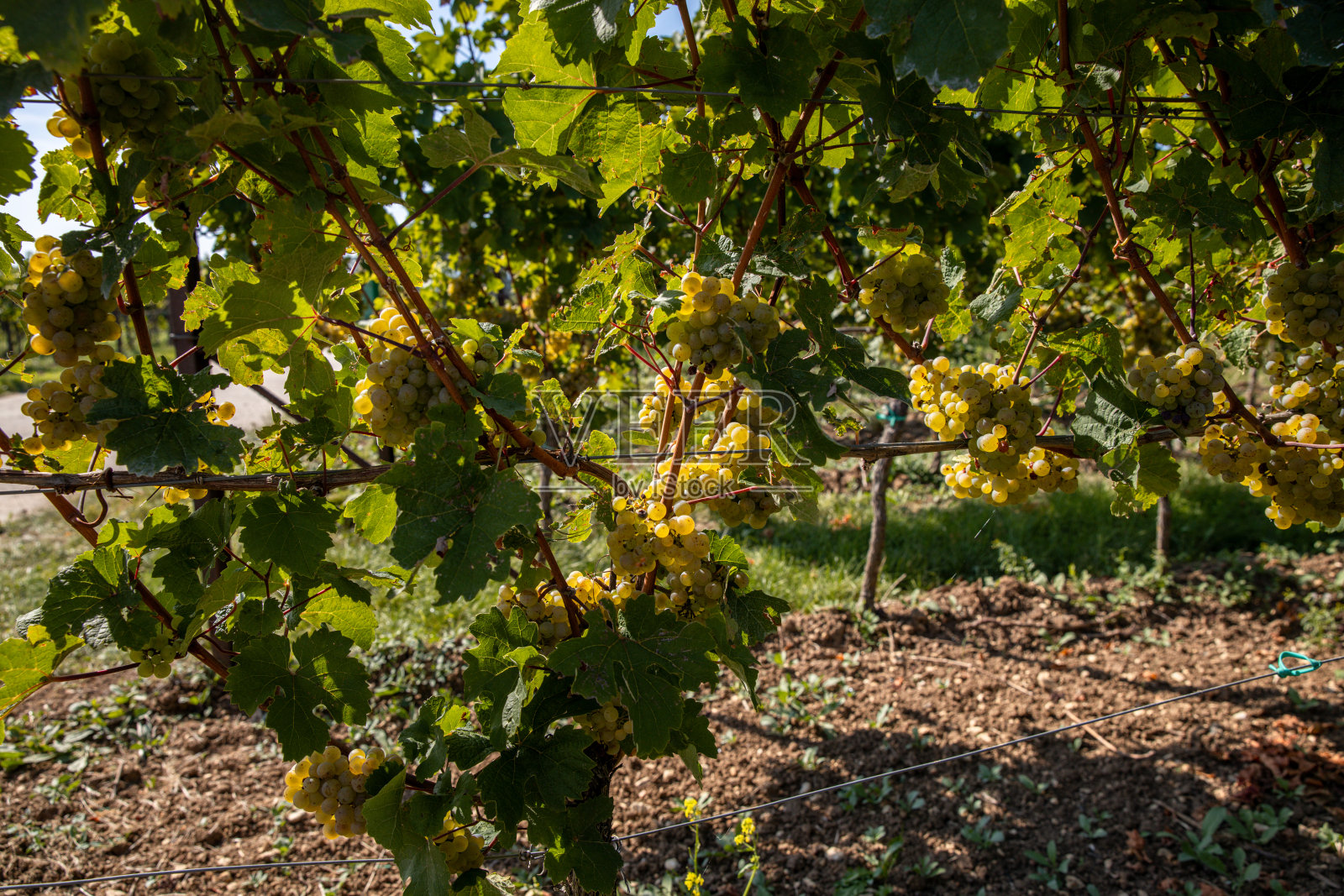 在夏季的葡萄园里，白葡萄挂在生长成熟的葡萄藤上等待收获照片摄影图片