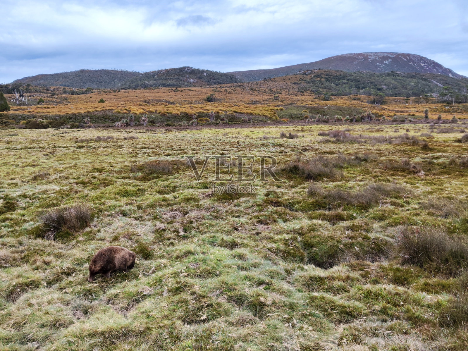 摇篮山-圣克莱尔湖国家公园的袋熊，塔斯马尼亚照片摄影图片