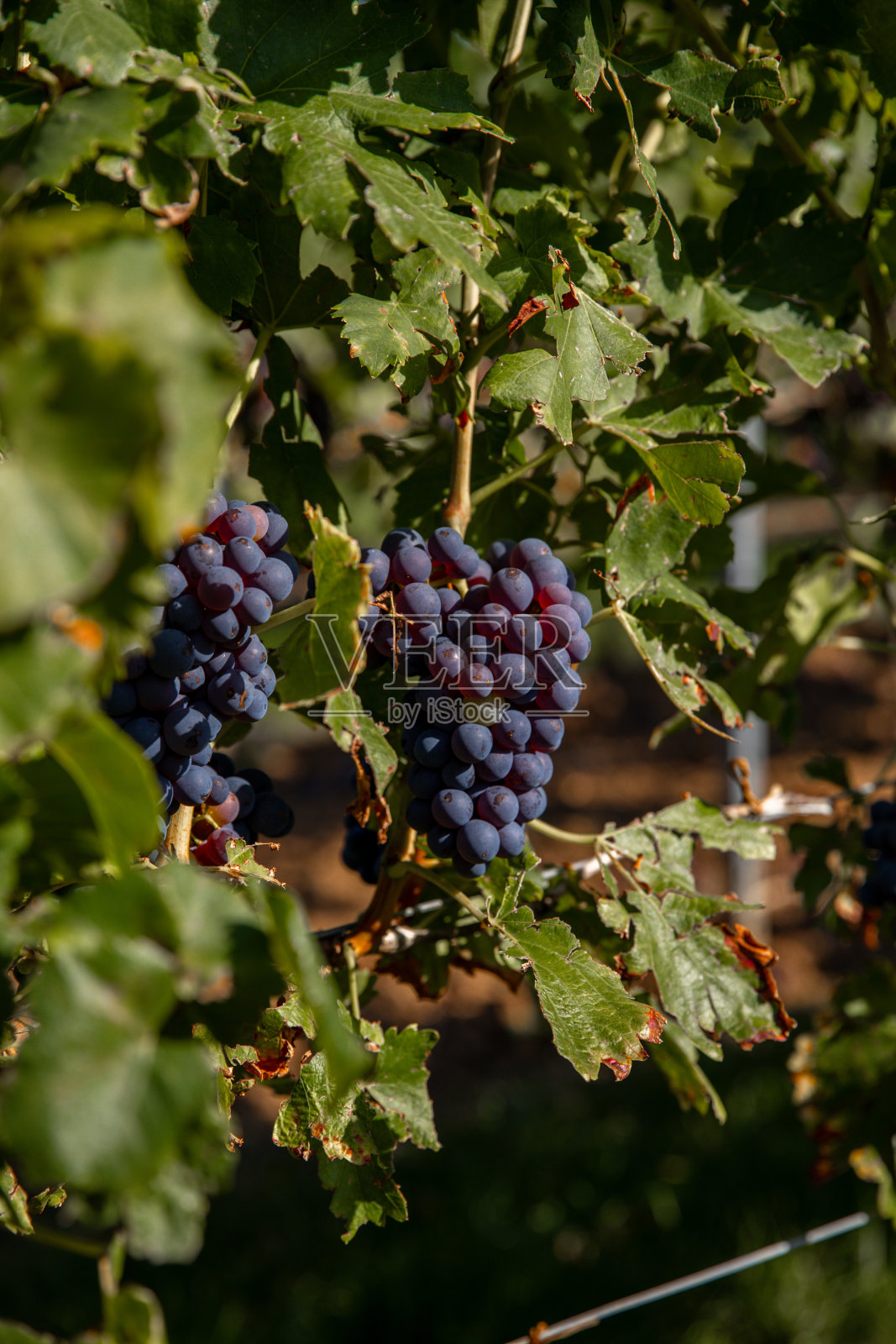 在夏季的葡萄园里，红酒葡萄挂在生长成熟的葡萄藤上等待收获照片摄影图片