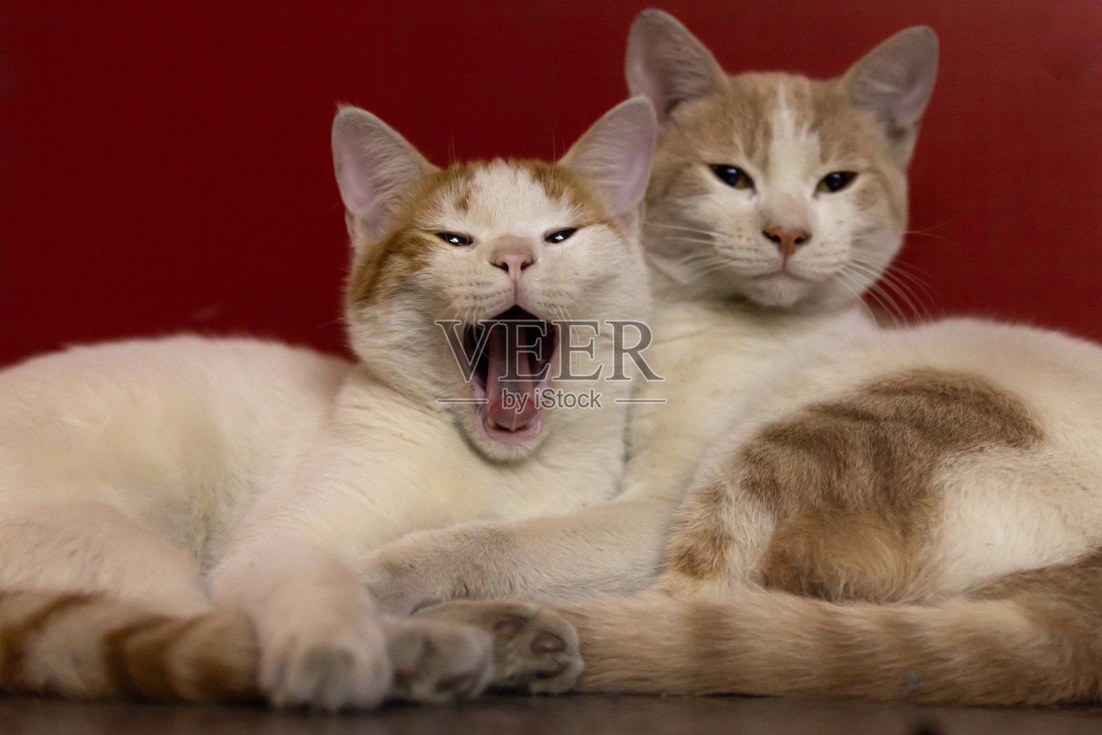 一对流浪猫。照片摄影图片